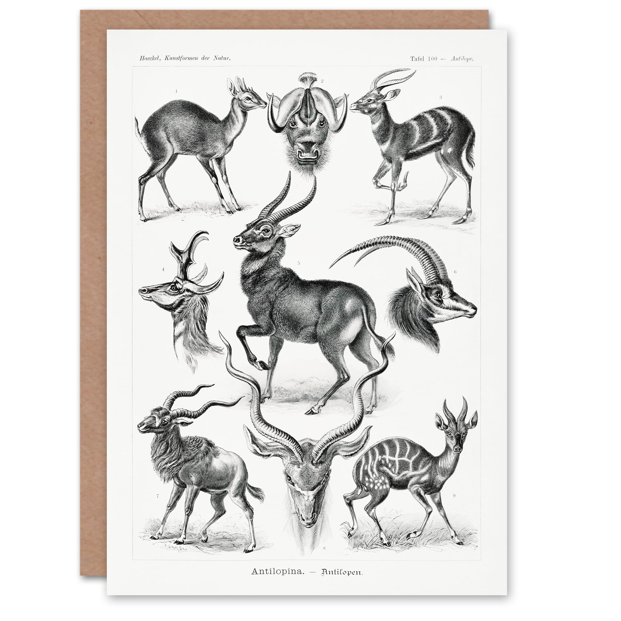 Artery8 Ernst Haeckel Art Card Art Forms of Nature Antilope