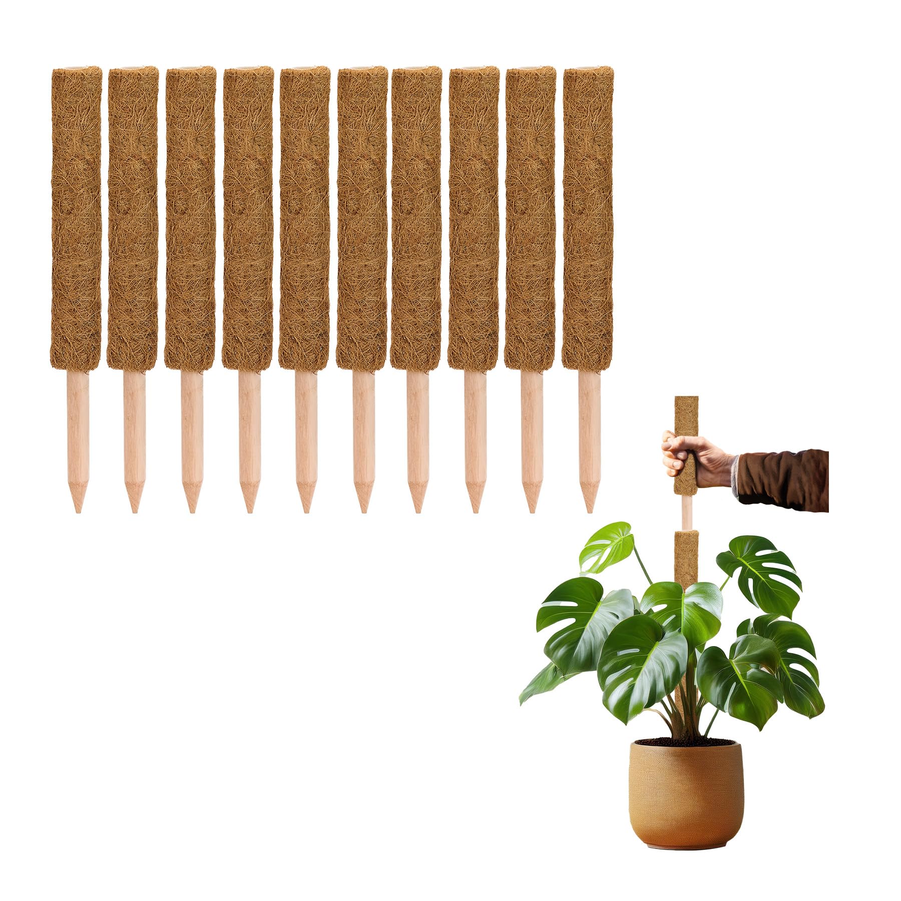 La cordeline Lot 10 Tuteurs Plante Grimpante 60cm, Support Coco Naturel, Extension tuteur pour Monstera, Jardin, Plante Maison, Marron