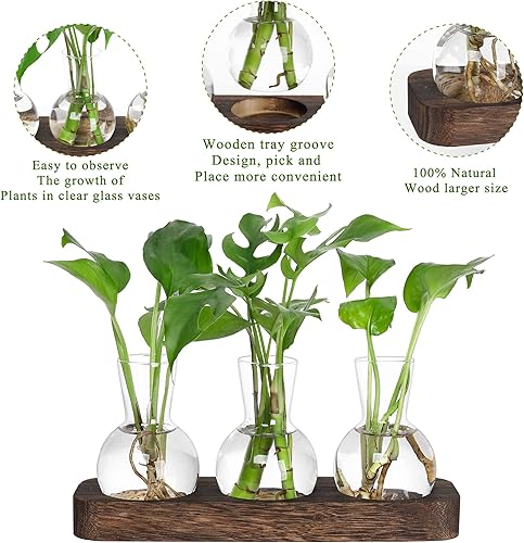 Miniatura 2 de Estación de propagación YIBOT, jarrón de propagación de plantas, terrario de escritorio con soporte de madera retro, regalos para amantes de las