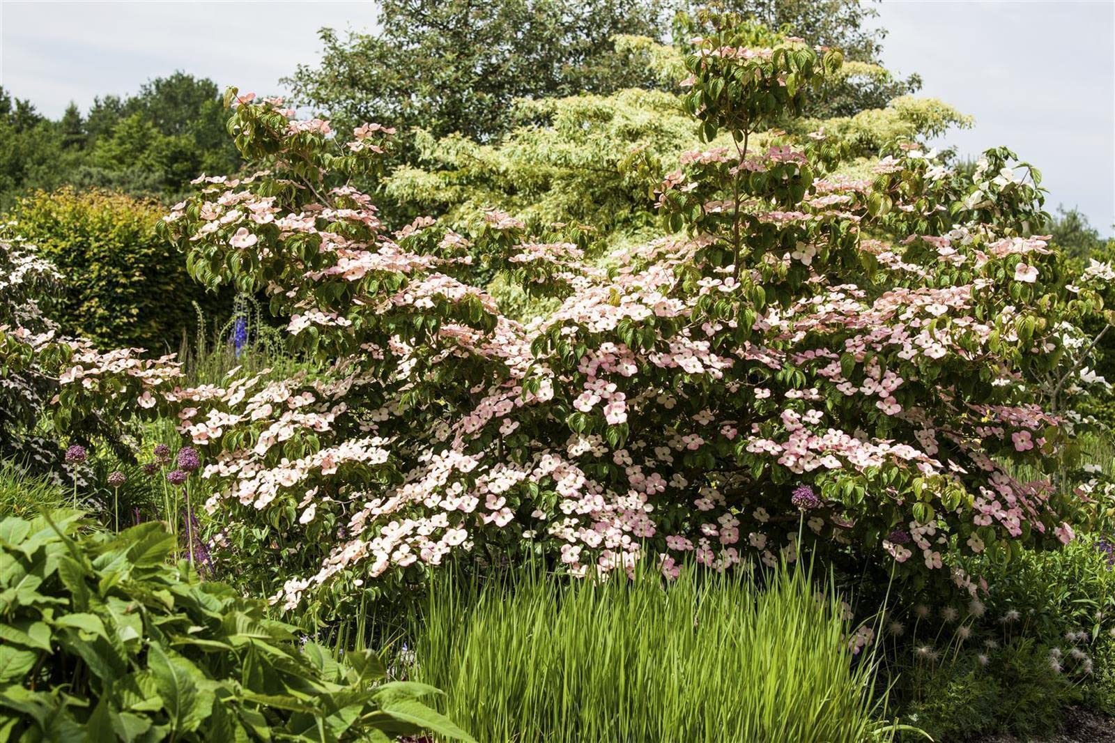 Cornus kousa 'Satomi' 40-60 cm – Winterhart, Mehrjährig, Pflegeleicht – Japanischer Blumen-Hartriegel – Ziergehölz für Garten & Einzelstellung