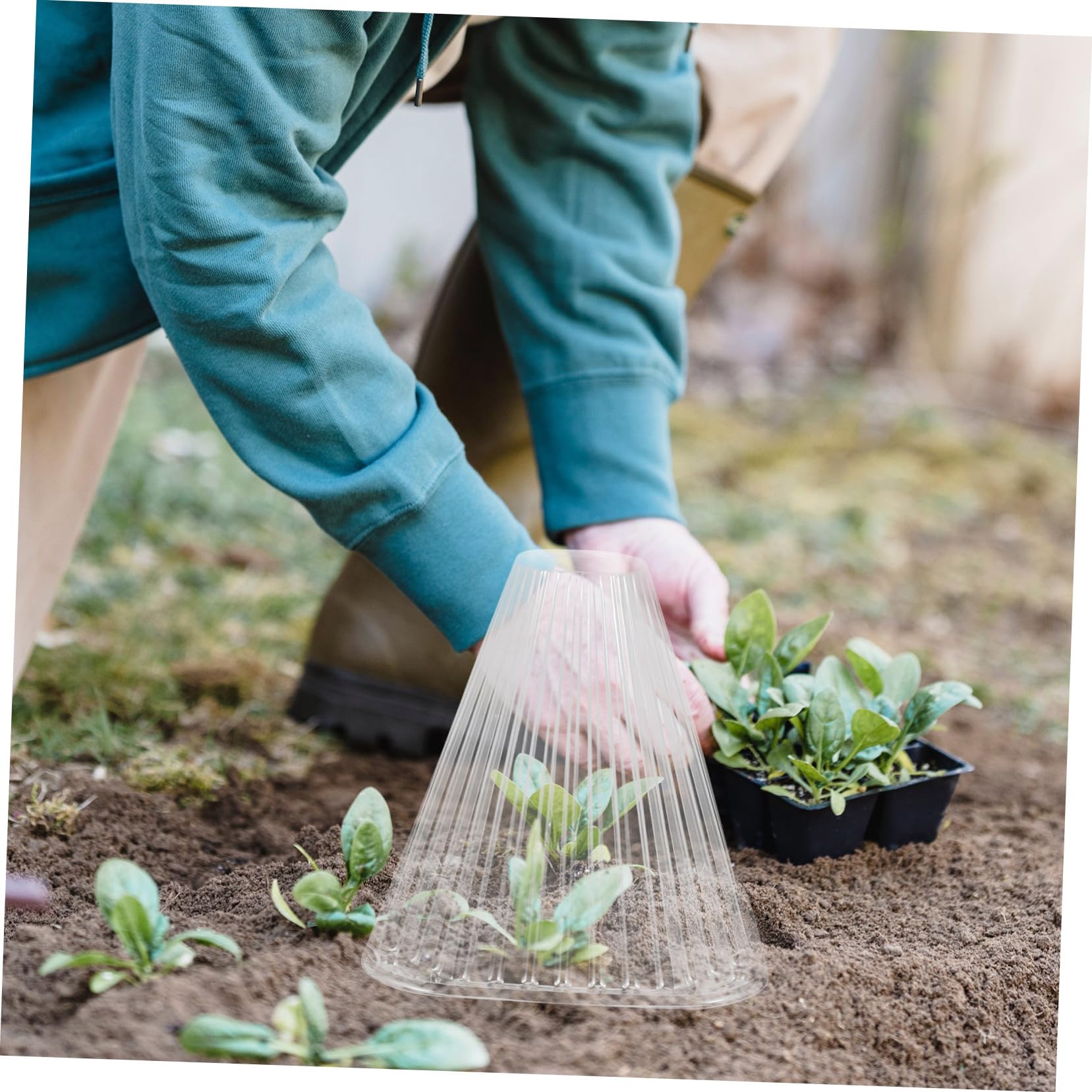 BESPORTBLE Cloche de Protection Conique pour Plantes et Légumes en Pet, 10 Pièces, Ombrage et Protection, Installation Facile pour Jardinage Intérieur et Extérieur
