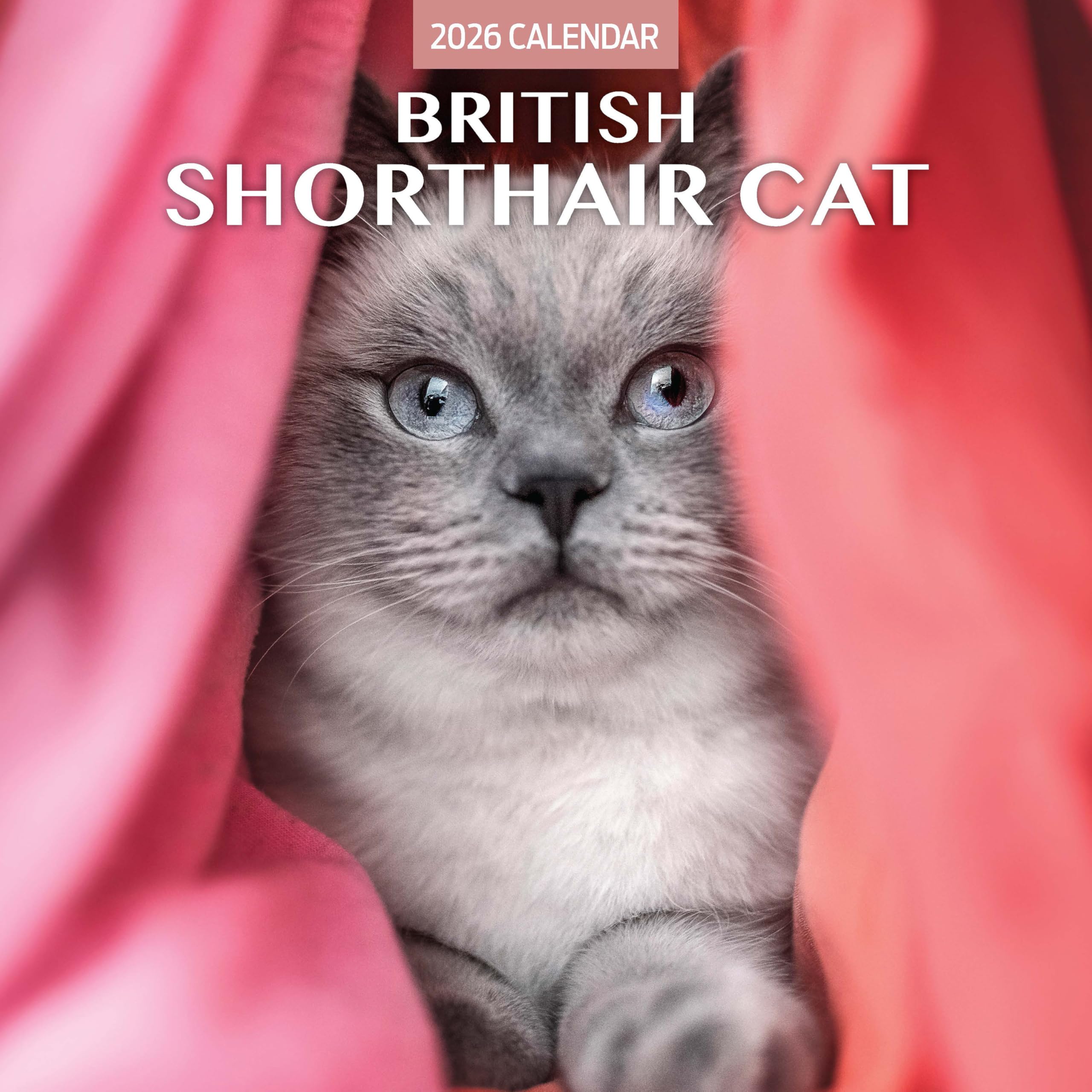 British Shorthair Cat 2026 Traditional Calendar
