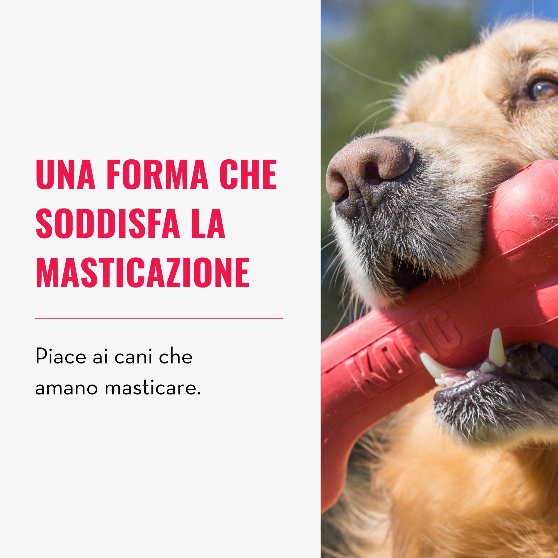 KONG Goodie Bone - Osso Classico In Gomma Naturale - Dispensatore Di Biscotti per Cani - Rosso - Per Cani Piccoli