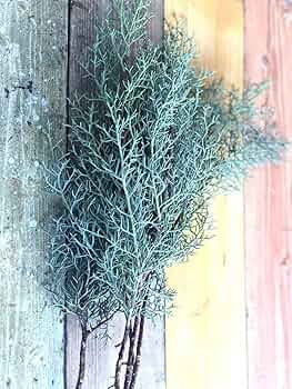 miyabiのブルーアイス 切枝 切花 コニファー クリスマス お正月 生花 miyabiのブルーアイス 切枝 切花 コニファー クリスマス お正月 生花