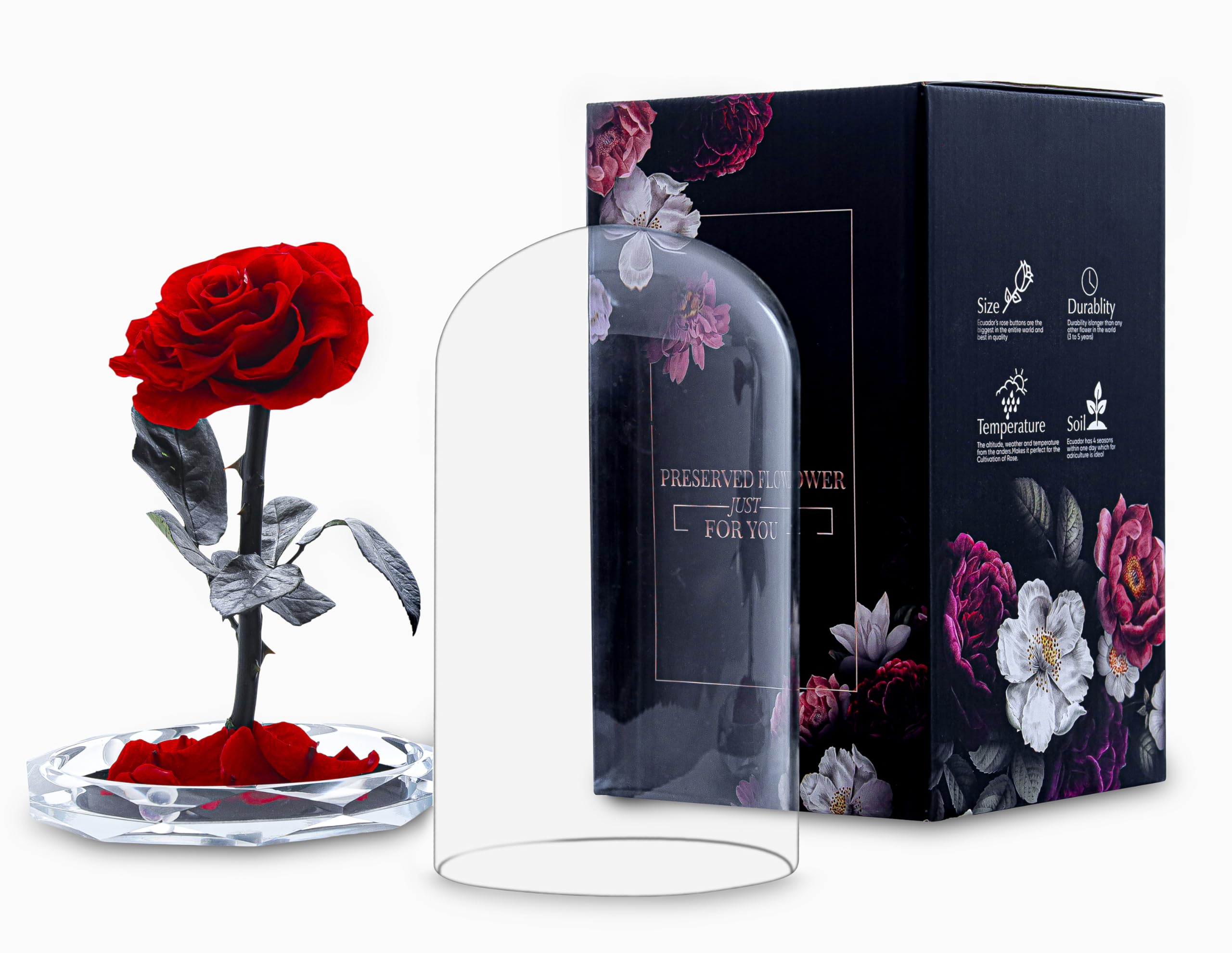 INTIGNIS Vera Rosa Conservata in Cupola di Vetro, Rosa Stabilizzata 25 cm con Fiore 8 cm, Durata Fino a 5 Anni, Base Decorativa, Idea Regalo Elegante per Lei, (Rossa)