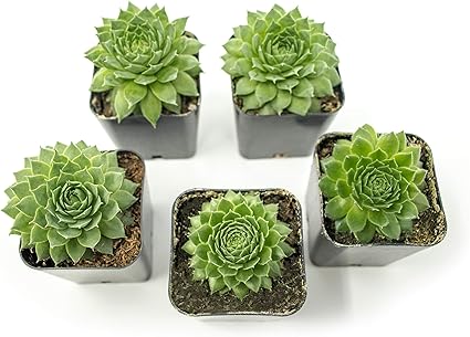 Amazon Com 碎形多肉植物 5 入 活生生生香家用多肉植物植根於花盆中 開花植物葉 幾何玫瑰花束寵物植物 露臺 草皮與花園 Amazon Com 碎形多肉植物 5 入 活生生生香家用多肉植物植根於花盆中 開花植物葉 幾何玫瑰花束寵物植物 露臺 草皮與花園