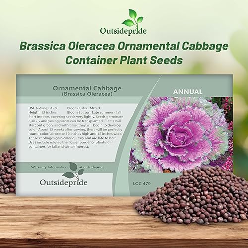 Miniatura 5 de Outsidepride Semillas de flores ornamentales de col 1000 unidades. Semillas anuales, tolerantes al frío y de bajo mantenimiento, semillas de flores