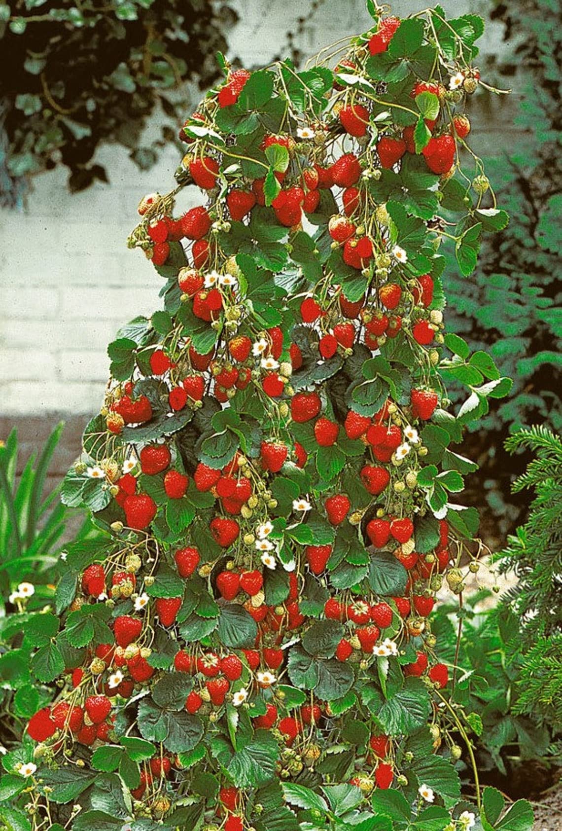Amazon.com : 100+ Wild Strawberry Strawberries Seeds