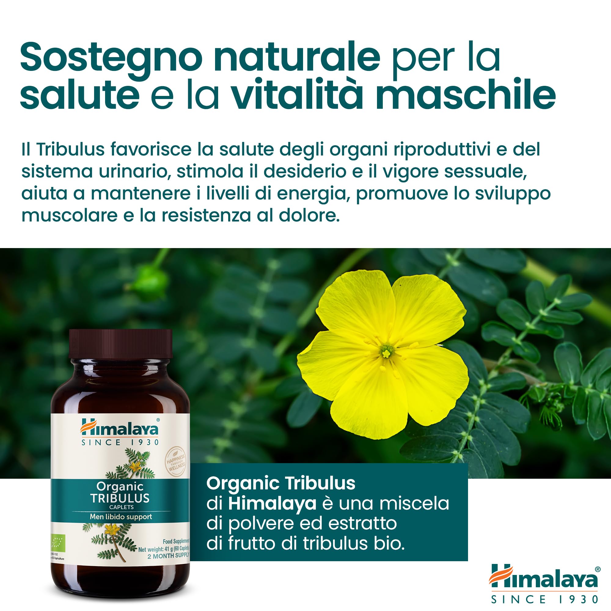 Himalaya Tribulus organico (Gokshura) per la salute maschile, libido, supporto urinario, resistenza, energia, 688 mg, fornitura per 2 mesi, 60 capsule