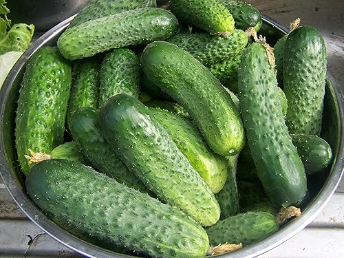 Miniatura 2 de Semillas de pepino autopolinizado Grandpa's Granddaughter F1 para encurtir reliquia sin OMG - Tiempo de cosecha 40 días