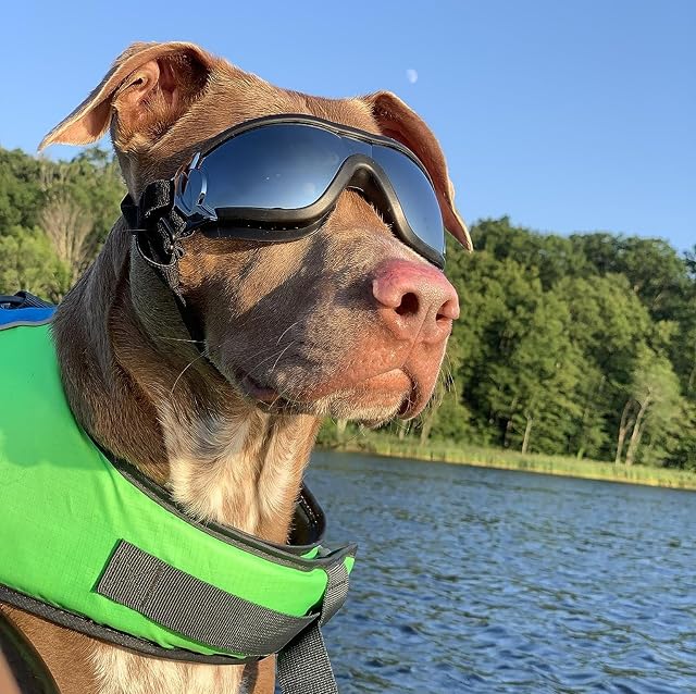 Foto 7 de 8 de NAMSAN Gafas de Sol para Perros de tamaño Mediano a Grande, con protección UV, Resistentes al Viento