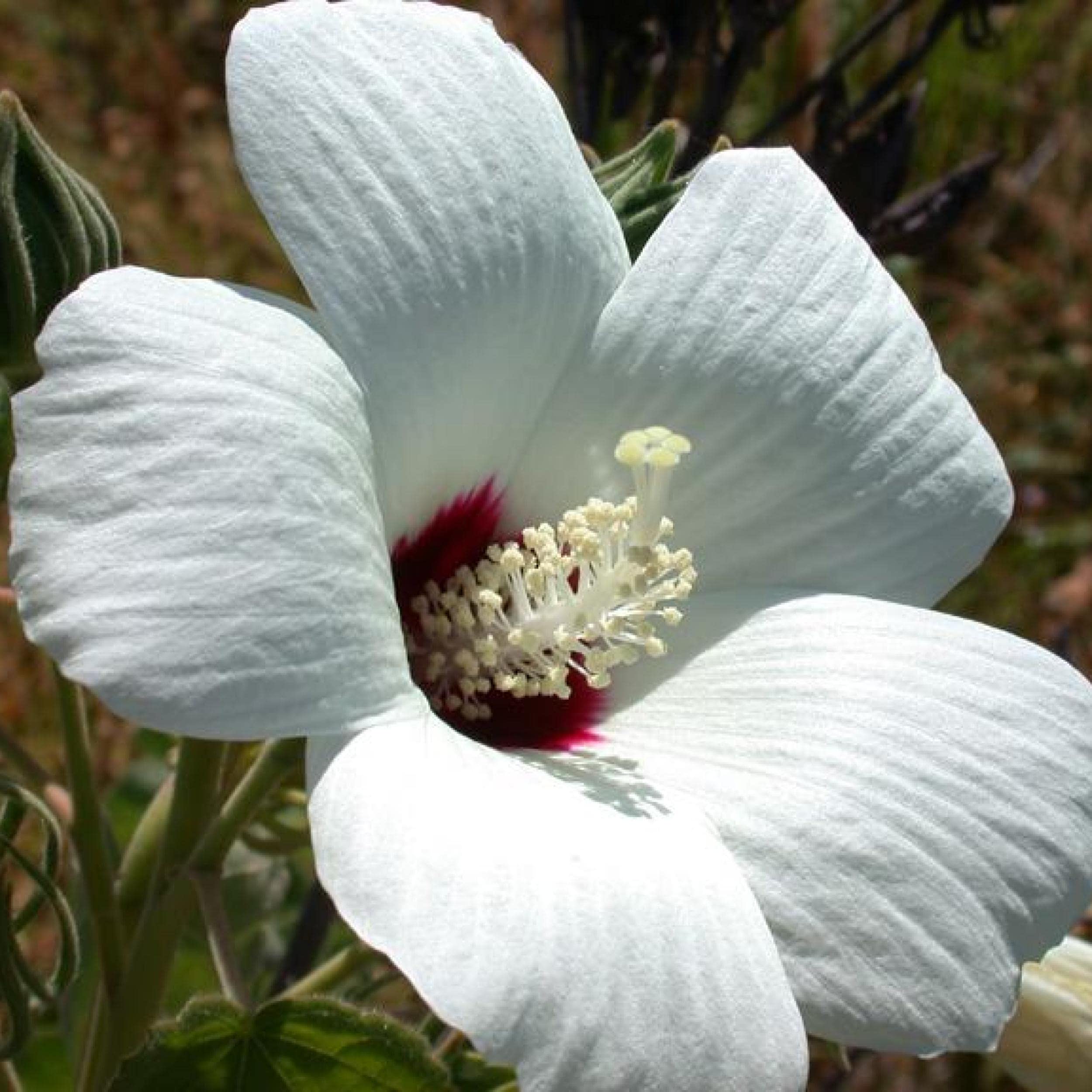 Chalily White Water Hibiscus