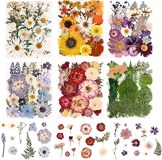 6 Pack 150PCS Real Pressed Dried Flowers Dry Leaves Craft Kit - Natural ...