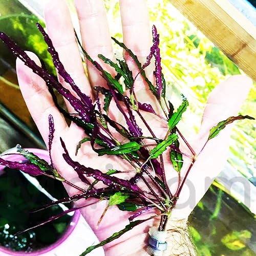 Hemigraphis Exotica - Paquete de plantas de terrario púrpura para decoración de casa semi acuática