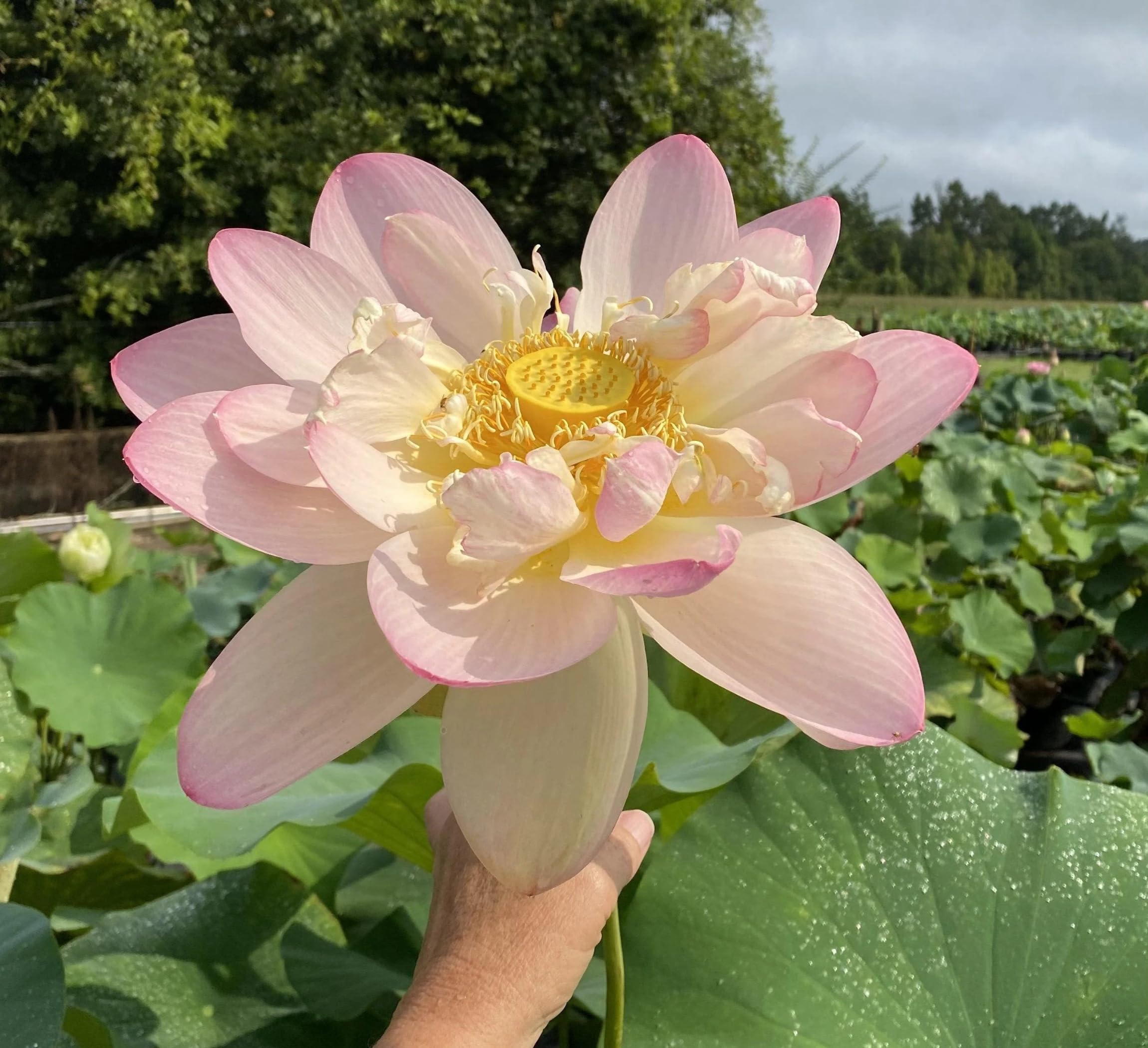 Red Lotus Plant - Blooms in 30 Days! -20