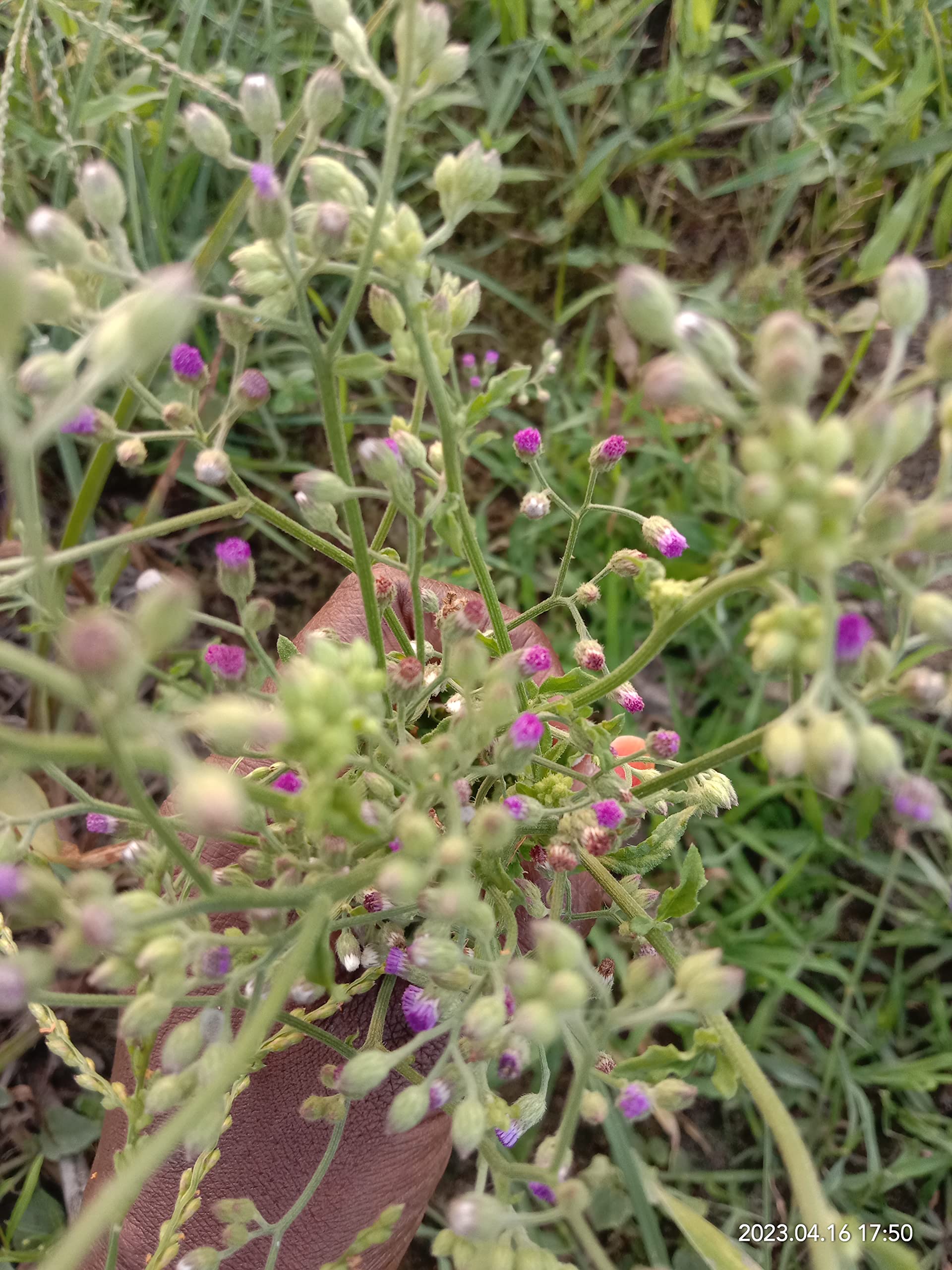 Very rare Shadevi Medicinal live Plant/Sahadevi Dark purple vasthu Plant - 1 No (B0C2NJ531Y) Amazon Price History, Amazon Price Tracker