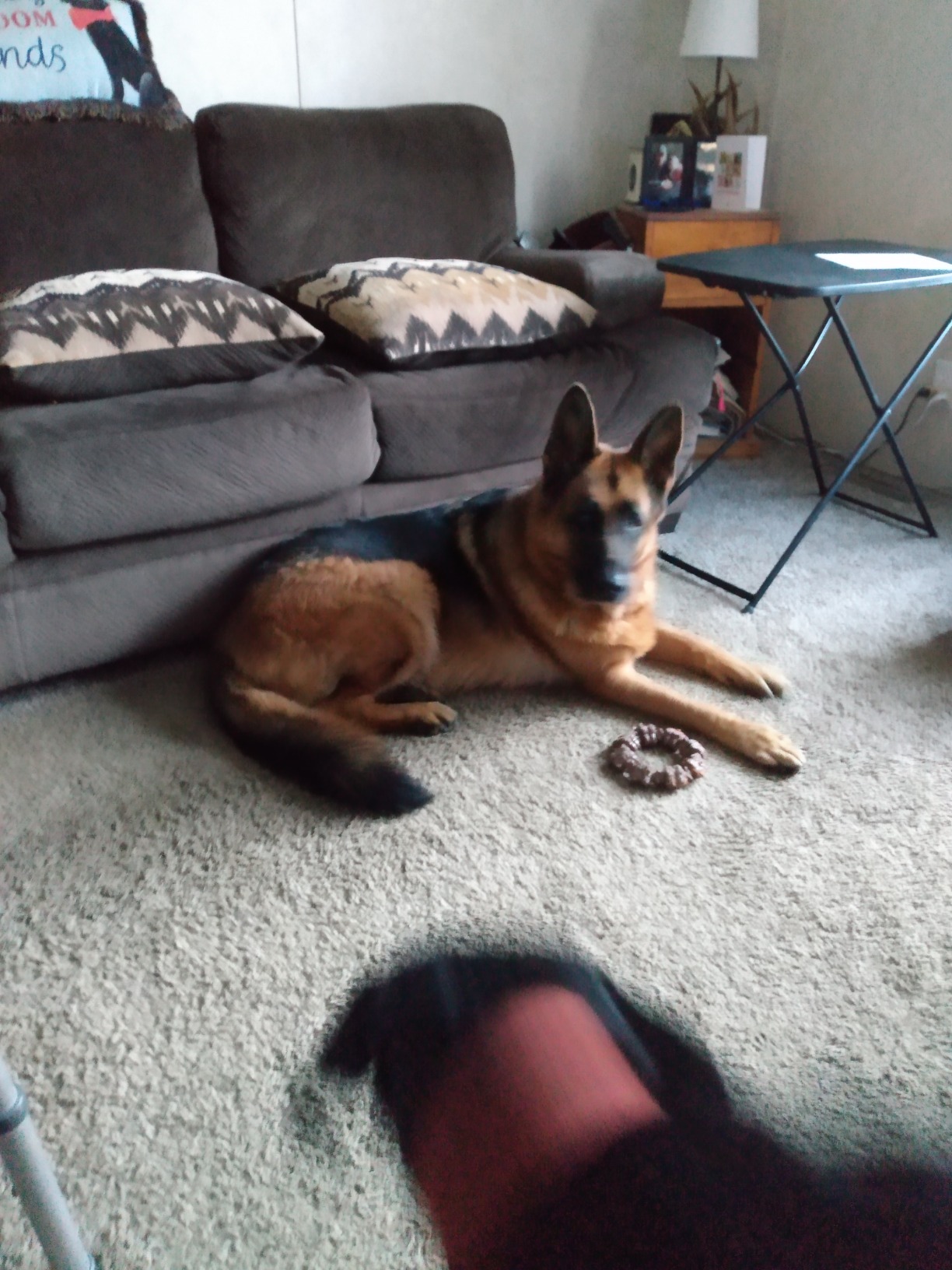 IAMS Proactive Health Minichunks Adult Dry Dog Food with Real Chicken, 30 lb. Bag photo review