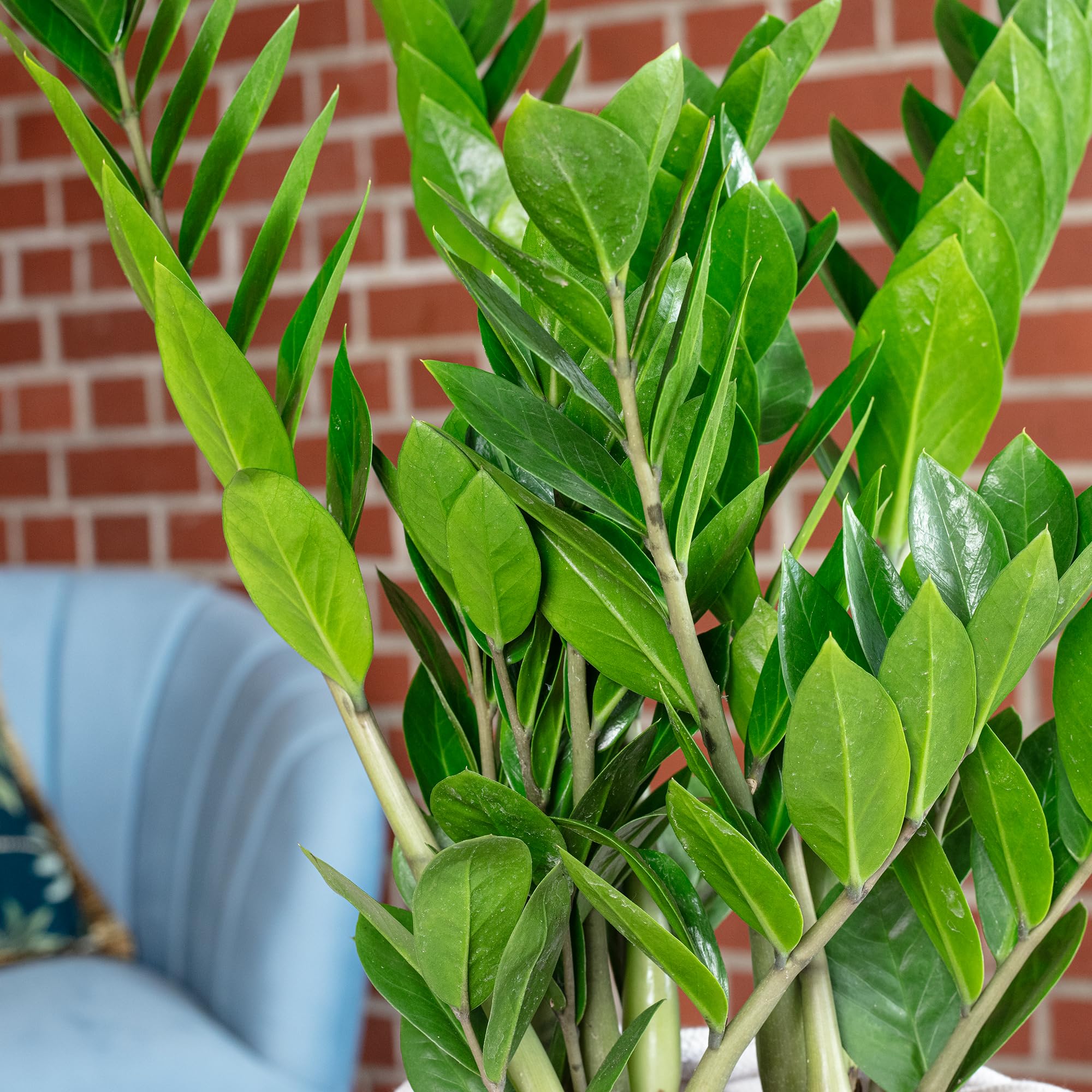 Glücksfeder - pflegeleichte Zimmerpflanze, Zamioculcas zamiifolia 3+ - Höhe ca. 55 cm, Topf-Ø 17 cm