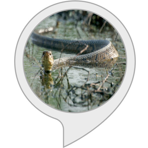 Amazon.in Snake Water Gun Alexa Skills