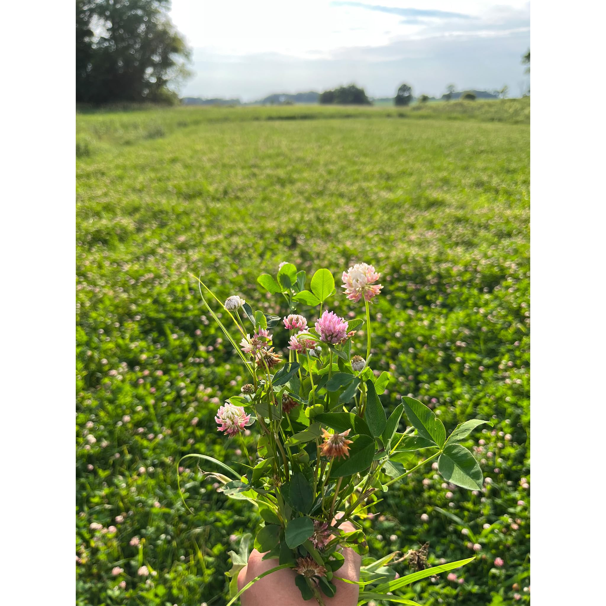 TnT Seed Company Perennial Plot Mix Food Plot Seed, 1/2 Acre, Mixture of Alfalfa and Clovers, Perennial, Throw and Grow Mix, Easy to Plant and Maintain