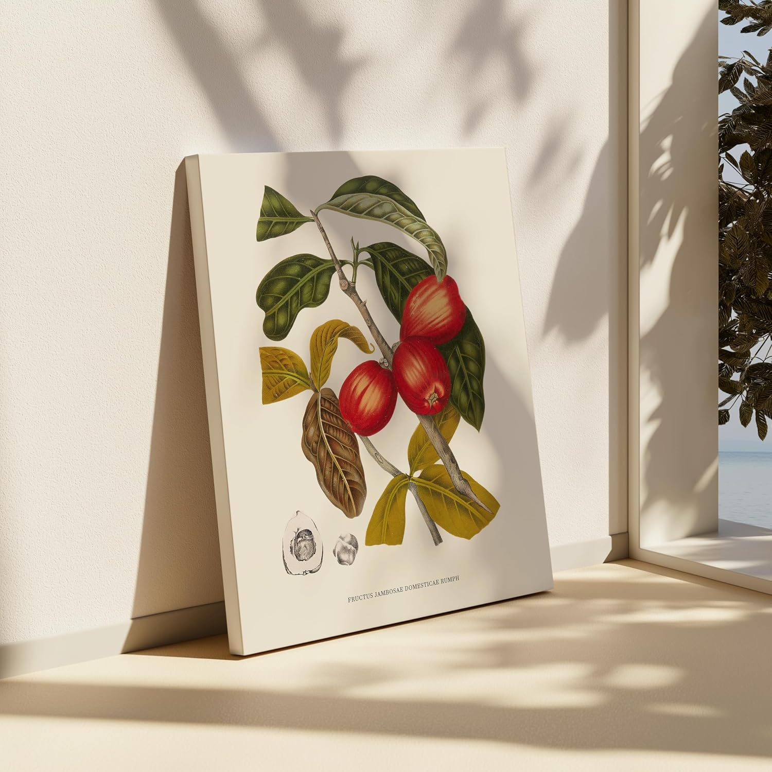 Poster Master Fructus Jambosae Domesticae Rumph Canvas - Makopa Canvas - Botanical Art - Chic Wall Design - Floral Aesthetic Art - Office, Living Room or Bedroom Decor - 8x10 STRETCHED Canvas