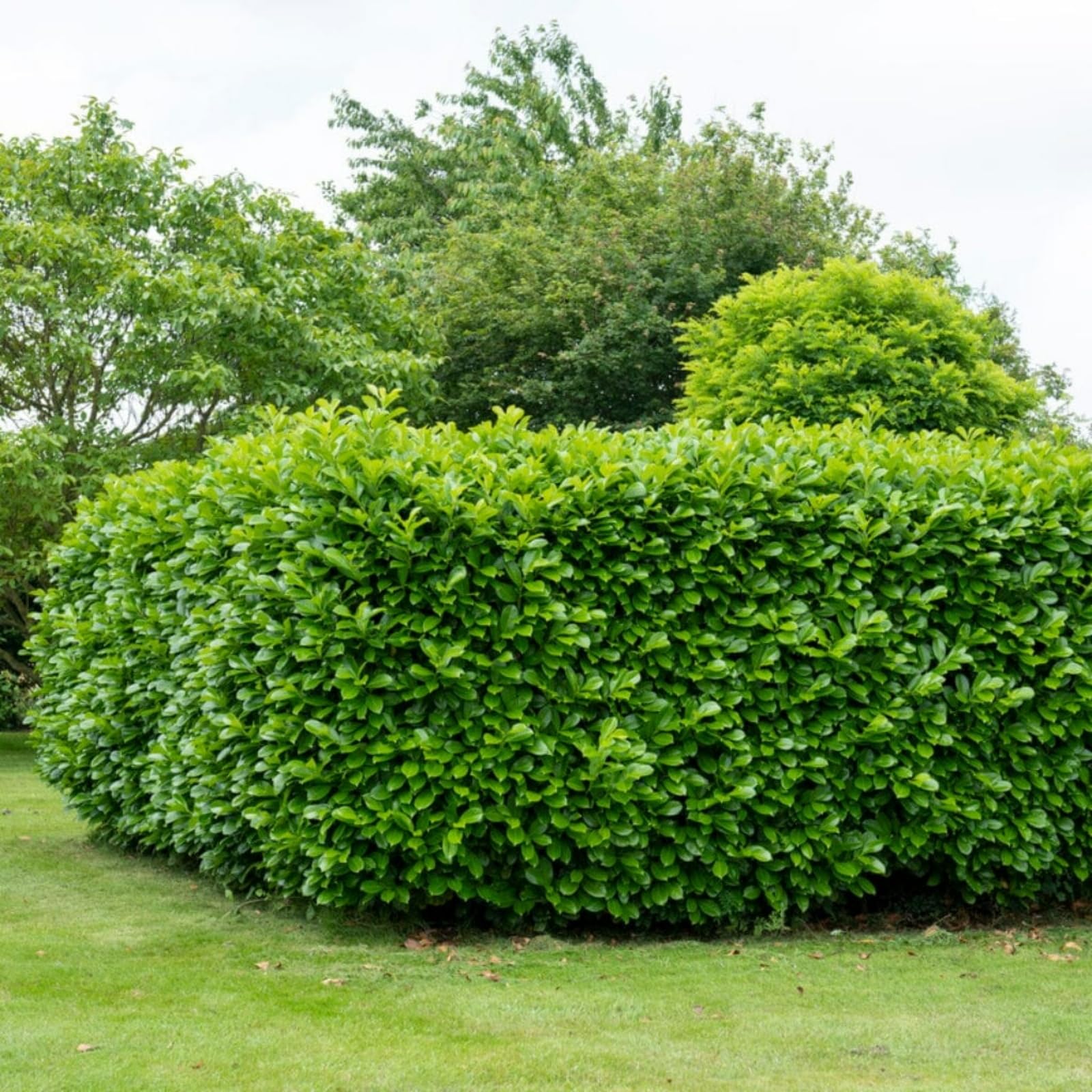 Carbeth Plants - Cherry Laurel Hedging 20 x Plants in 3L Pots