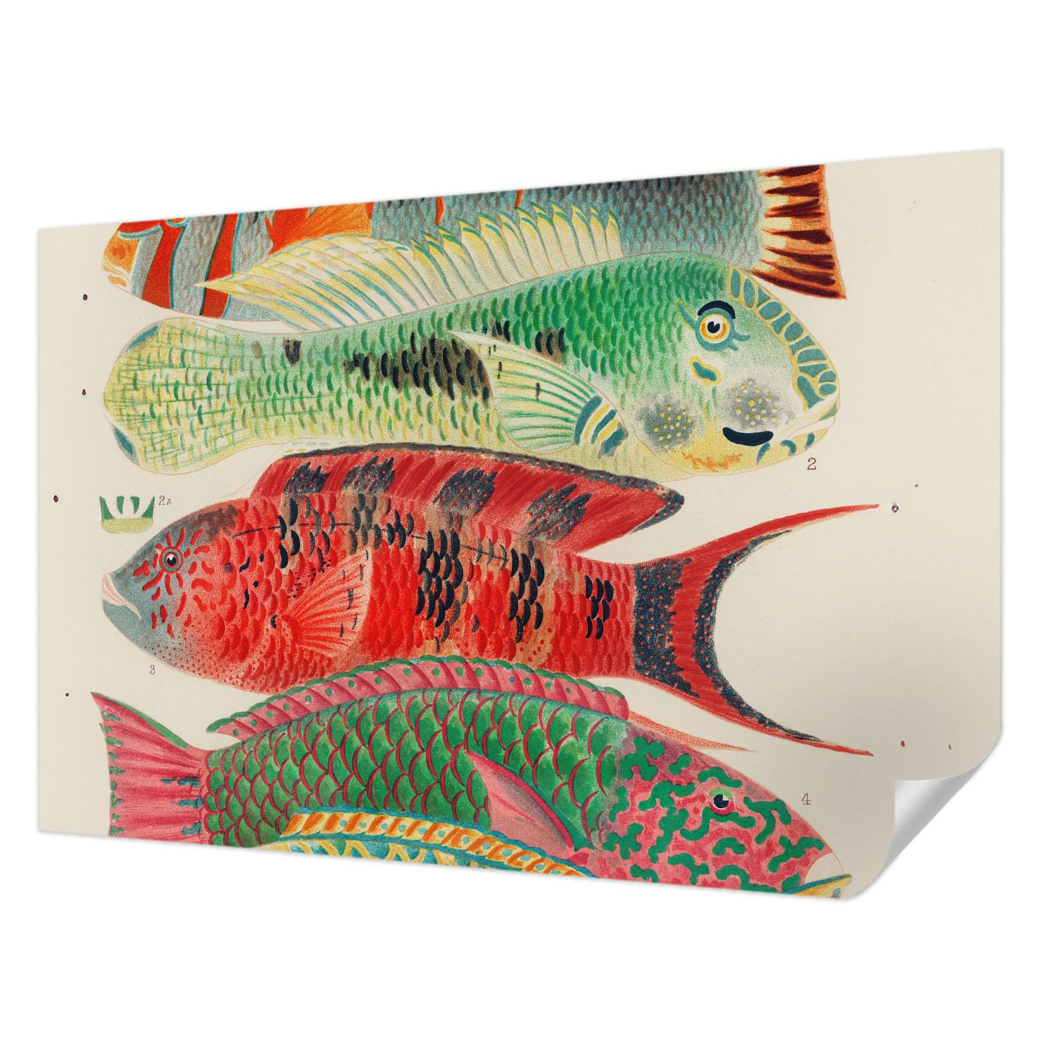 Papier Peint Poissons Exotiques Tulup Anti-Tache Revêtement Mural Adhésif Chambre
