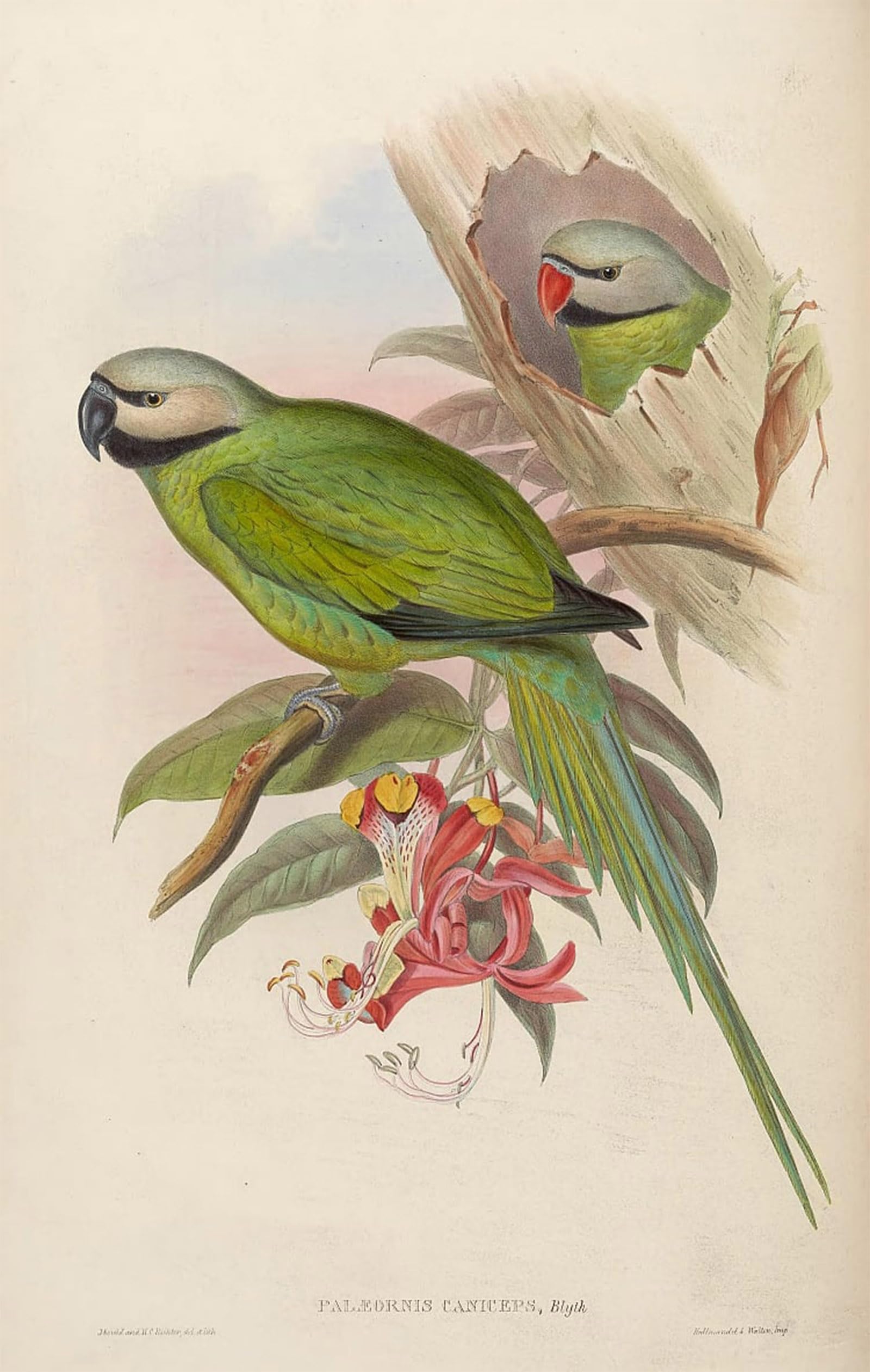 ARTXLXXBN Famous Painting Canvas Artwork Graffiti Print Animal Bird Palaeornis Caniceps Psittacula Caniceps by John Gould Portrait Canvas Image for Home Decor 60x90cm