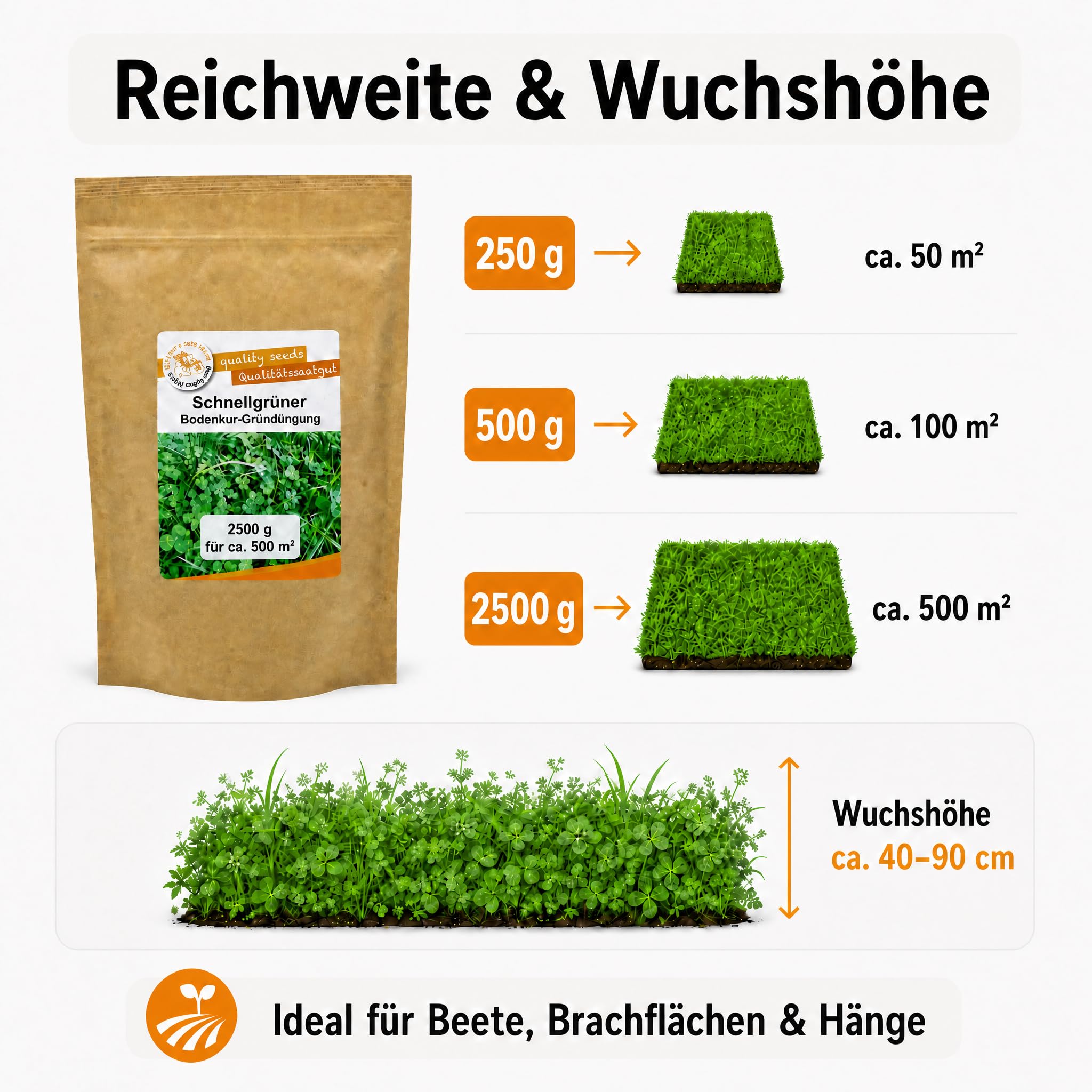 Gärtner's erste Wahl! Bobby-Seeds Bodenkur Schnellgrüner 2500 g für ca. 500 m², Saatgut ohne Gentechnik zur Schnellbegrünung brachliegender Flächen, Klee & Phacelia & Weidelgras