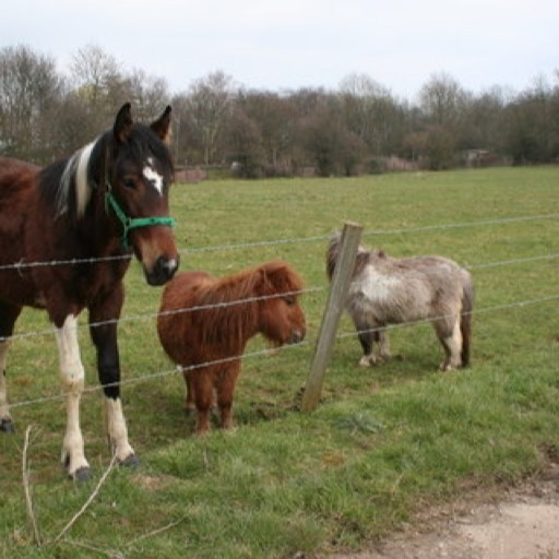 Miniature Horse Wallpaper – HD Wallpapers of Miniature Horses!:Amazon