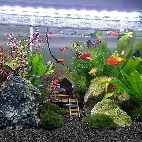 Miniatura 6 de WHANLEY L&Q Rocas negras de río de 2 libras (1.5  2.5 pulgadas), rocas negras para plantas, rocas de río negro, piedras decorativas, grava de