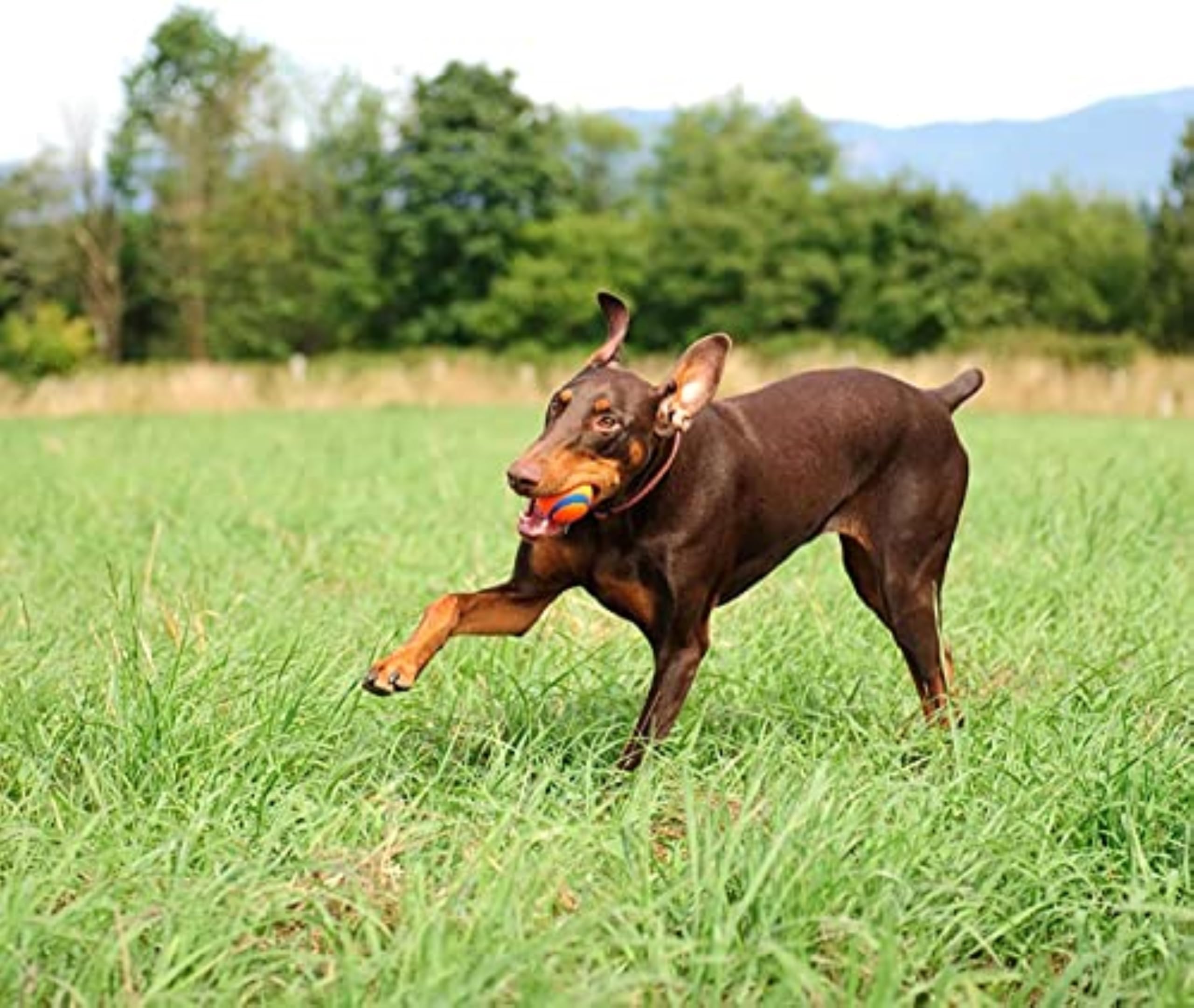 Chuckit! Ultra Ball Hundespielzeug, Eimer, langlebiger Gummi-Hundeball und Eimer, hohe Sprungkraft, schwimmend, Chuck It Launcher, kompatible Spielzeugbälle für Hunde mit Tragetasche, 8 Stück,