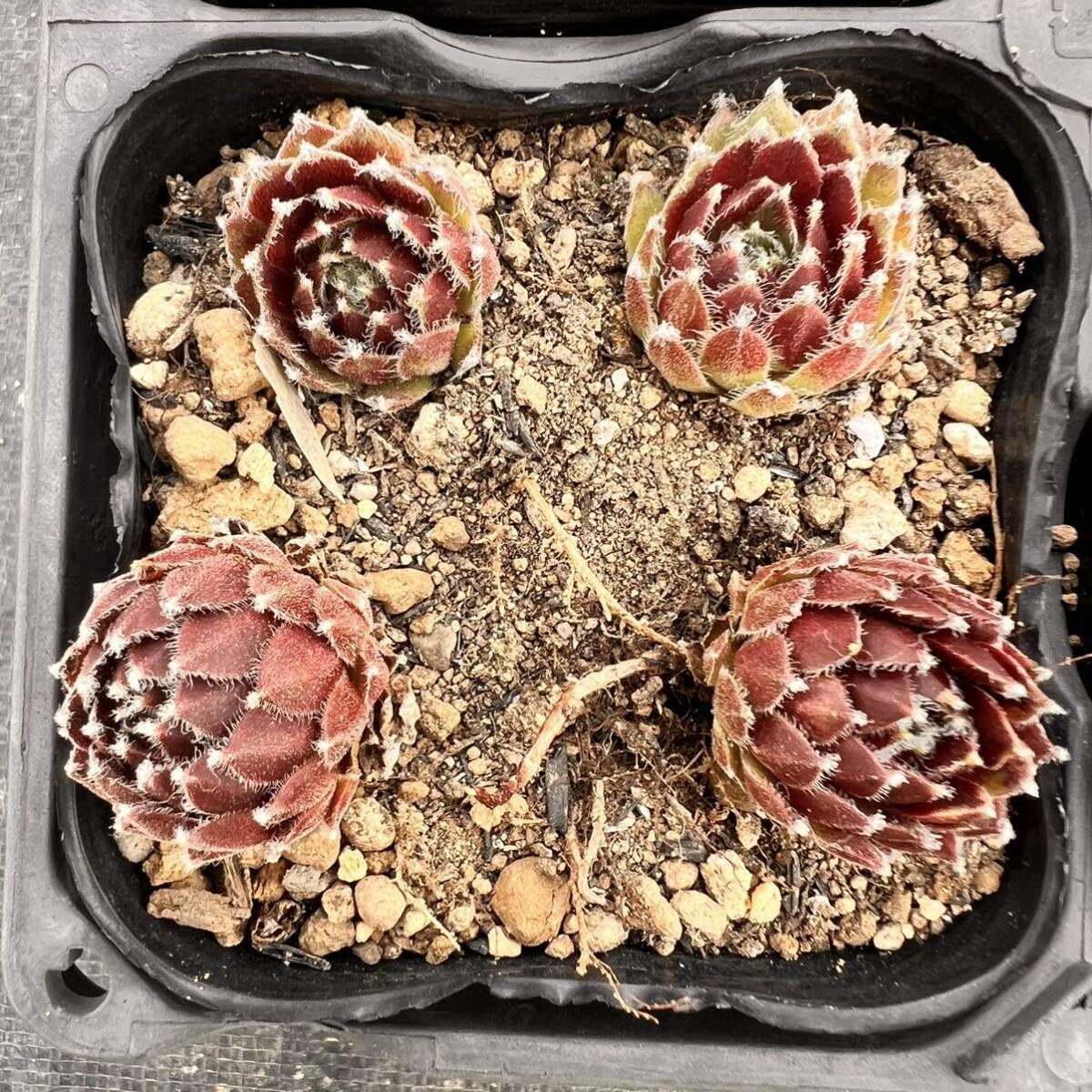 Amazon.co.jp: 大紅巻絹1つセンペルビウム多肉植物 : おもちゃ