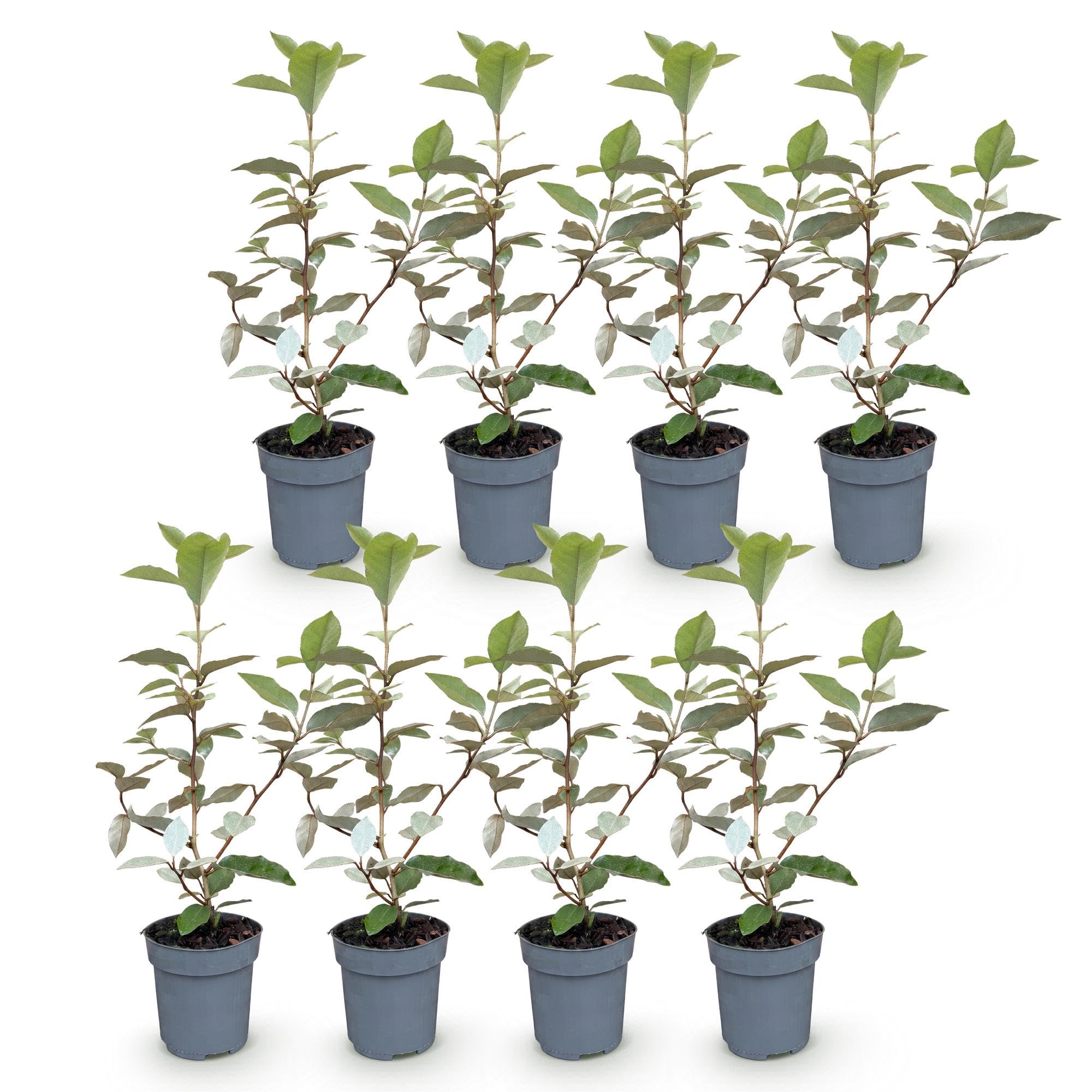Arbusto Elaeagnus Ebbingei Compacta para Seto, Verde y Gris, Pack de 8