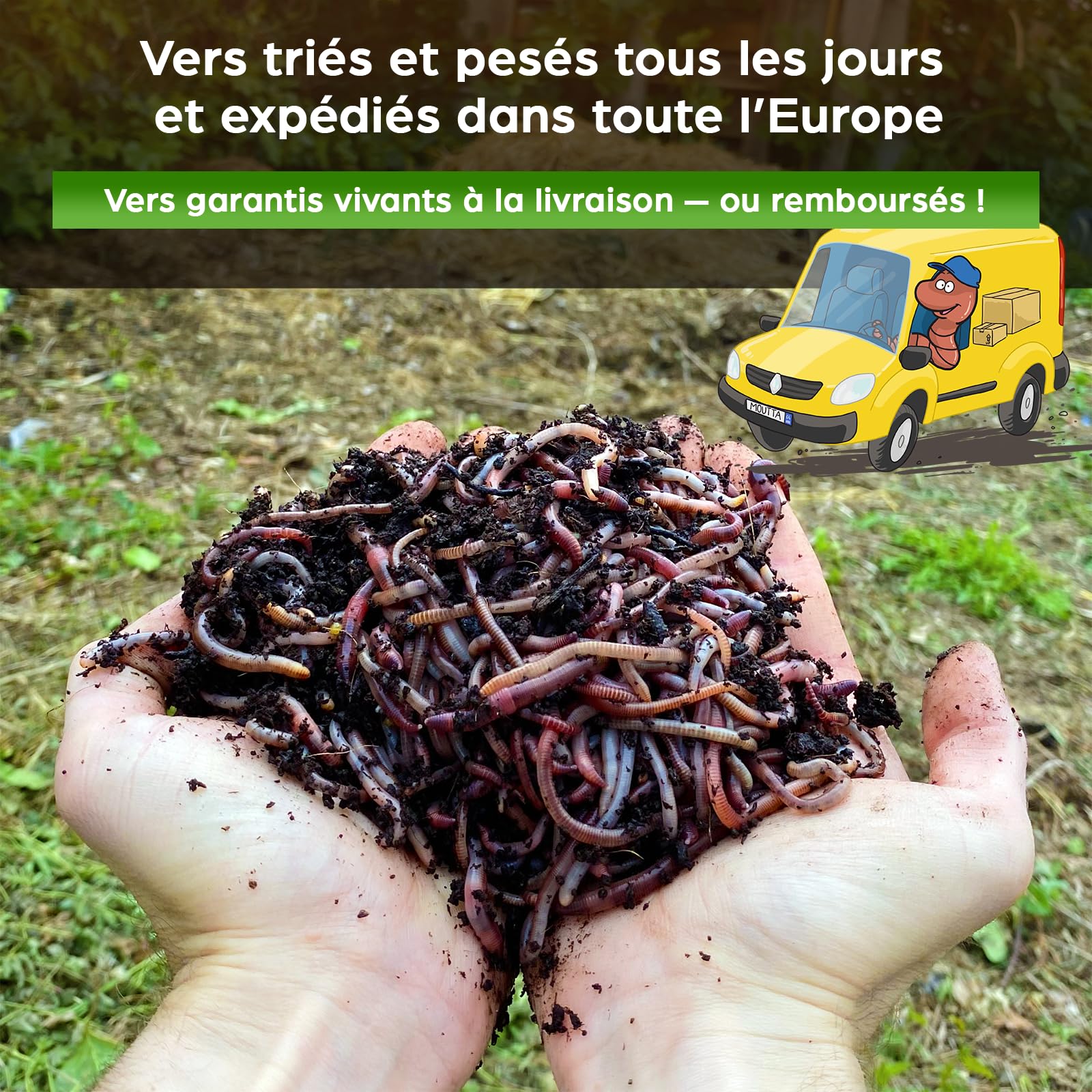 Moutta | 250 gr de Vers de Compost (≃ 500 pcs) | Vers de terre vivants Eisenia, compostez vos déchets organiques - Pour lombricomposteur/composteur/jardin