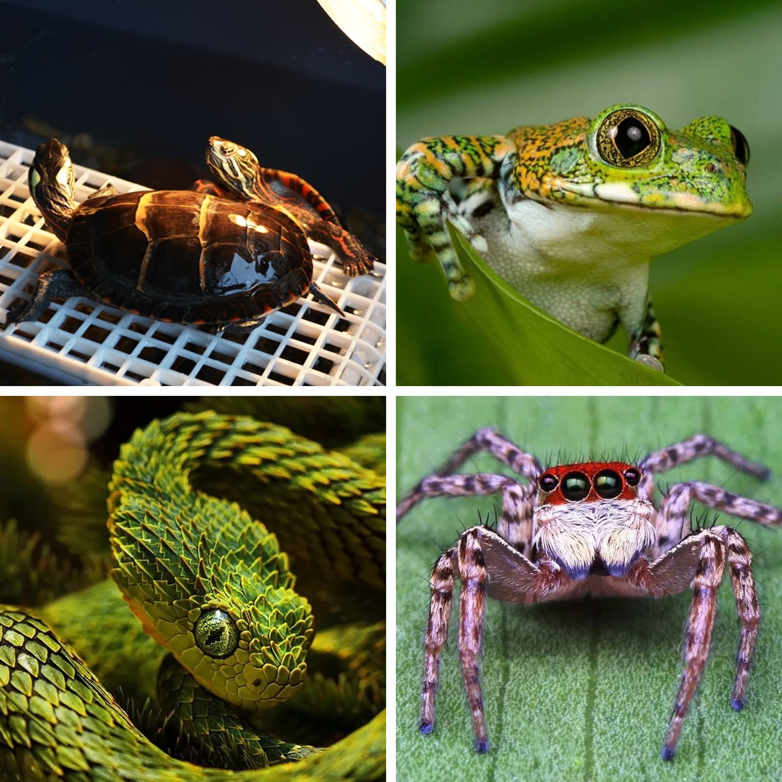 Lámpara para Tortuga Lampara de Calor Lámpara para Reptiles Temperatura Ajustable 360°Giratoria con 2 Bombilla UV Reptiles 25W 50W UVA UVB Luz Solar Lampara Tortuga Lagartos Serpientes
