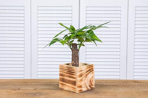 Miniatura 2 de Maceta de madera cuadrada de 4 pulgadas, color madera quemada, forro de plástico, exhibición de centro de mesa de jardín, soporte de flores de boda,