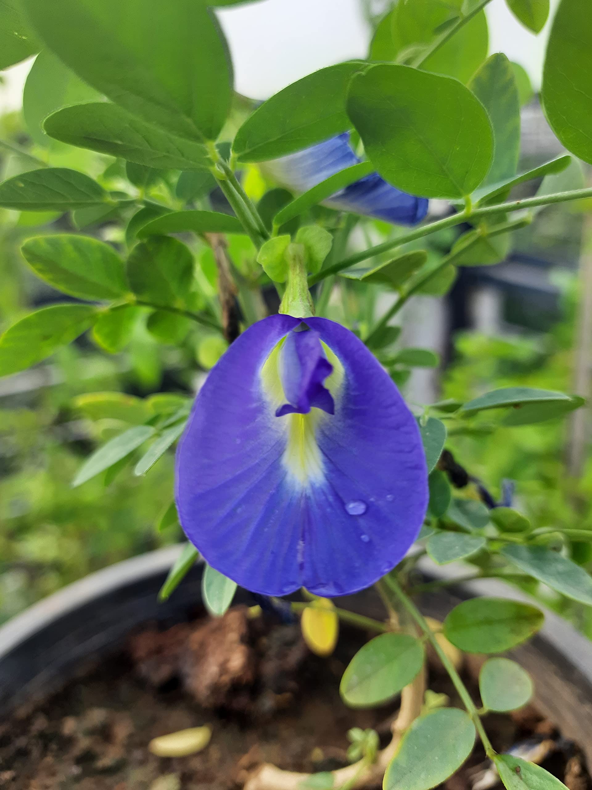 See full amazon price history chart for HN Organics Aparajita Blue Flower Plant with Pot | Clitorea Plant (Ternatea Blue) for Home Outdoor Garden HN Organics Aparajita Blue Flower Plant with Pot | Clitorea Plant (Ternatea Blue) for Home Outdoor Garden (B097QB6C6S) Amazon Price History, Amazon Price Tracker
