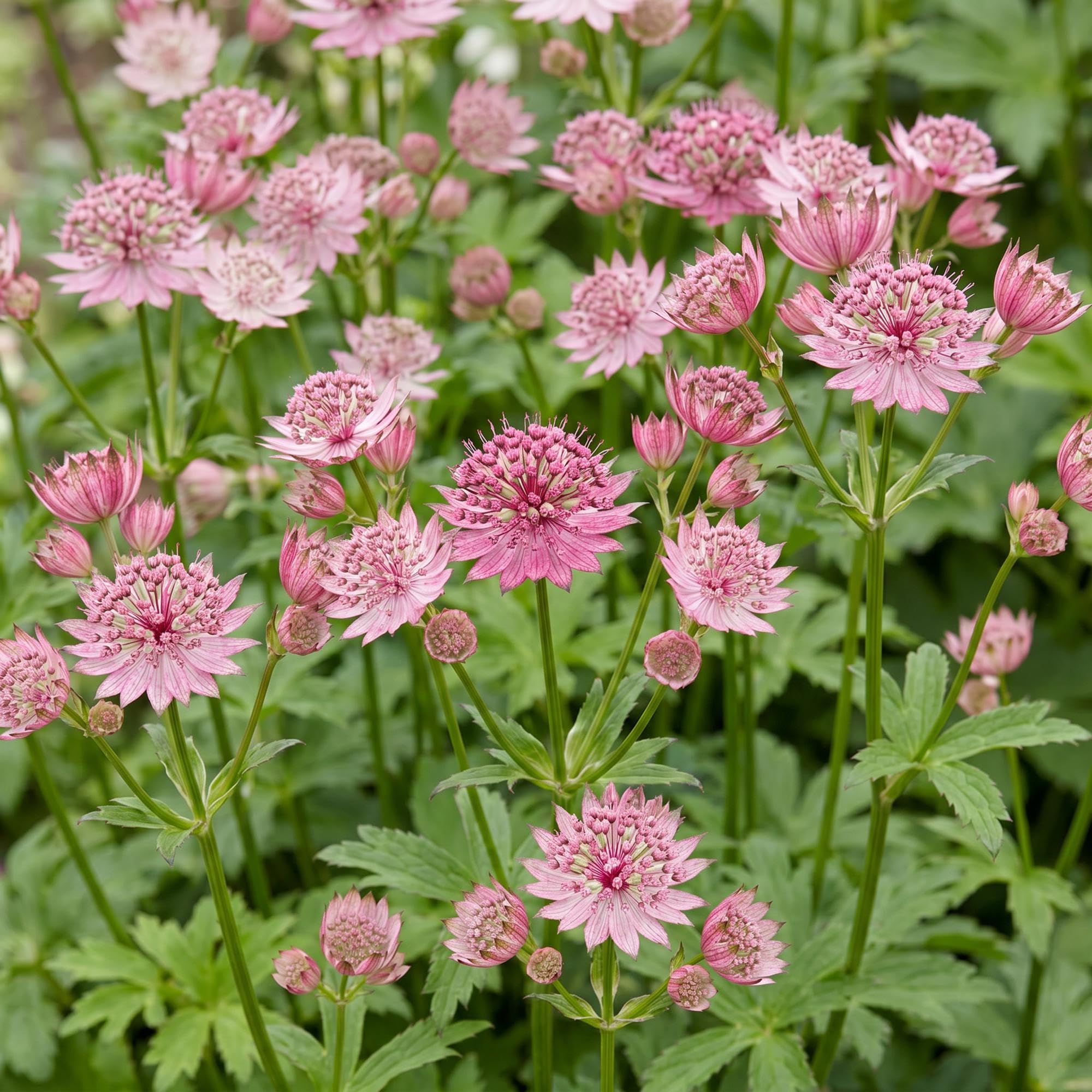 Green boutiQ - Staudenpflanze - Astrantia major - Sterneblume - Schatten - Weiß-Rosa - 12 Pflanzen - Topf 11cm - Höhe 15-25cm