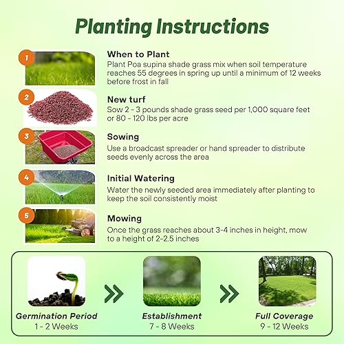 Miniatura 6 de Outsidepride POA Supina &amp; Rough Buegrass Elite - Mezcla de semillas de césped para césped, 25 libras