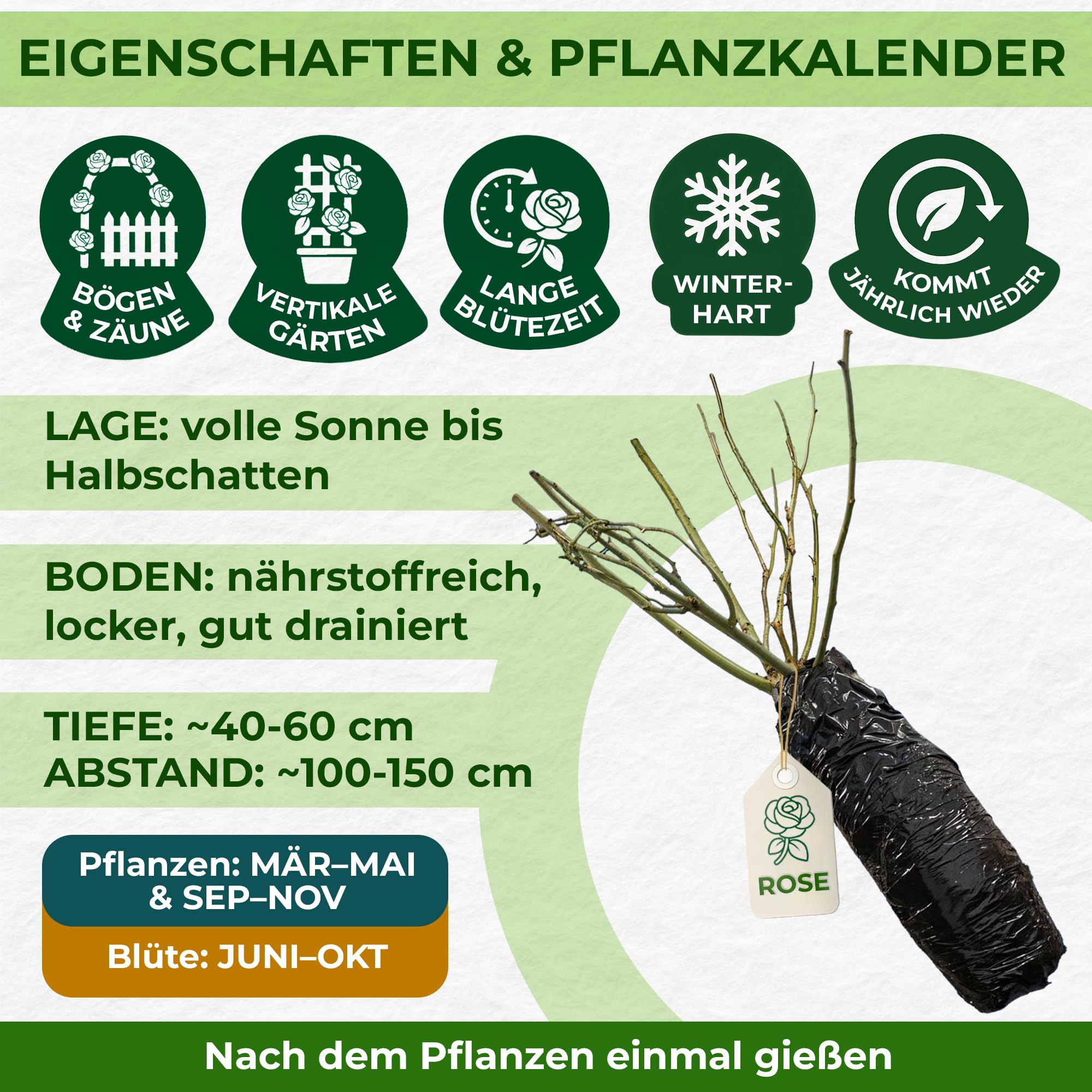 Rosen Pflanzen Gelb - 1 Pflanze - Stauden Winterhart Mehrjährig - Duftende Echte Rosen aus Holland - für Garten und Topf (keine Samen, nicht künstlich)
