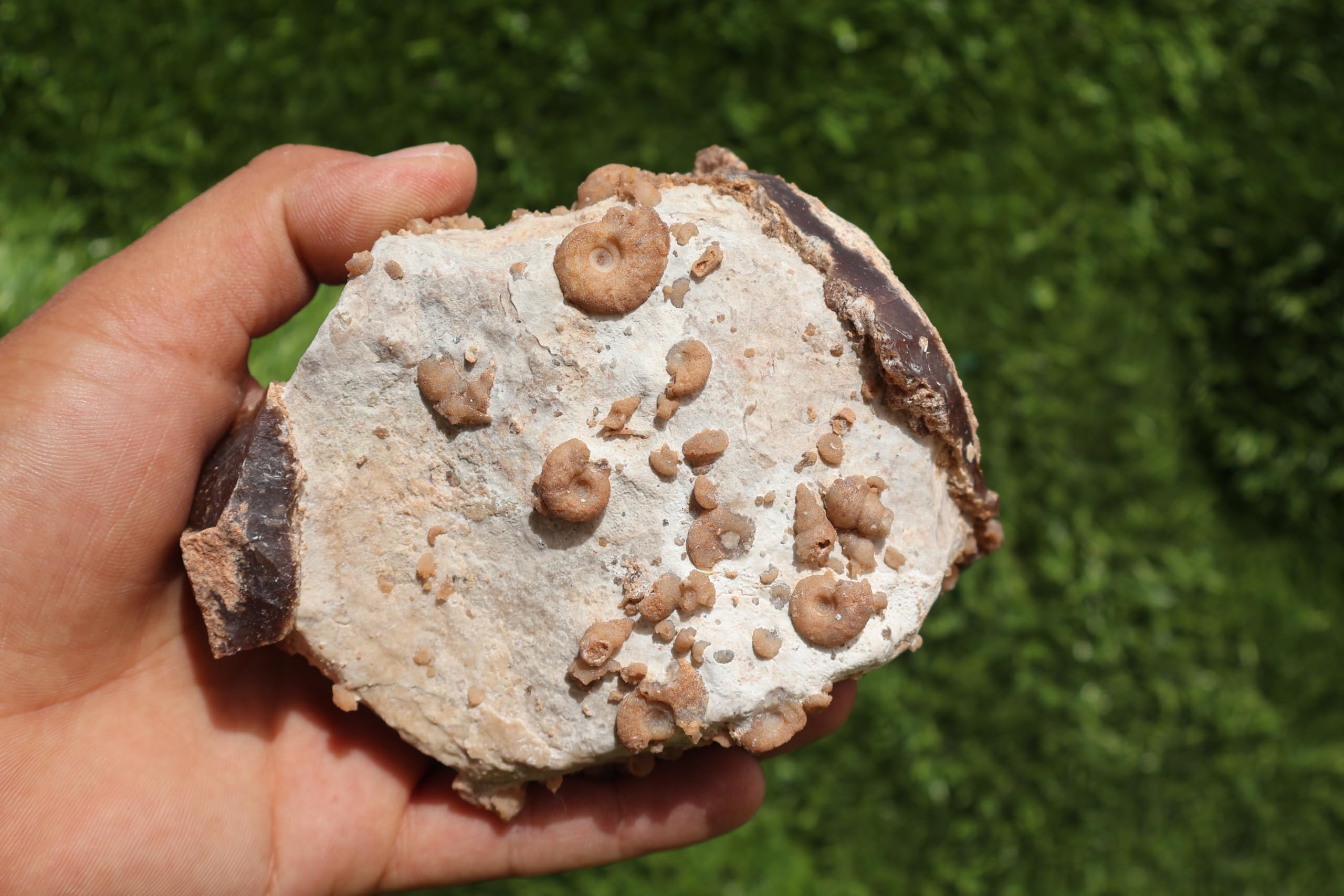 Douvilleiceras & Gastropods Plate Cretaceous Fossils Fossils from Morocco Fossil Rock Ammonites Fossil A202