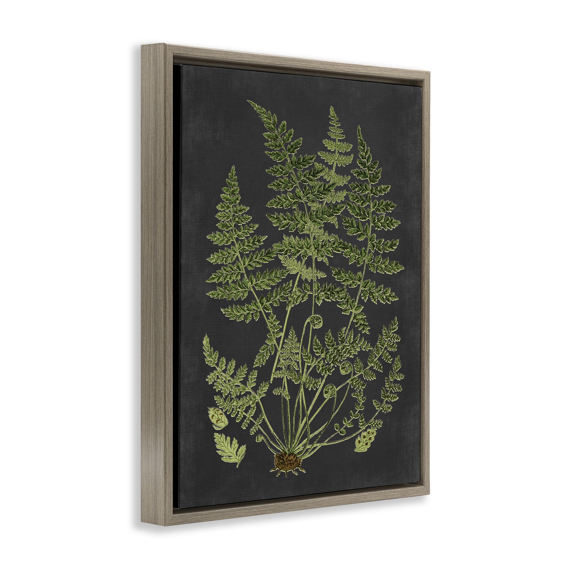 Amazon.de: Stupell Industries Wissenschaftlicher Botanischer Farn-Zeichnung,  gerahmter Floater, Leinwandbild, mit Buchstaben und Linierung