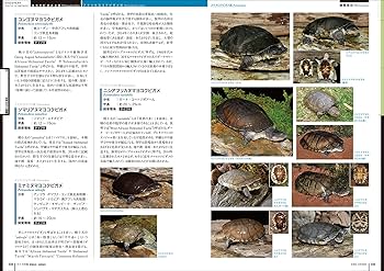 亀ページ Kawasaki OEM Drive Belt - 2016-2025 Teryx Teryx4 - 59011-0043