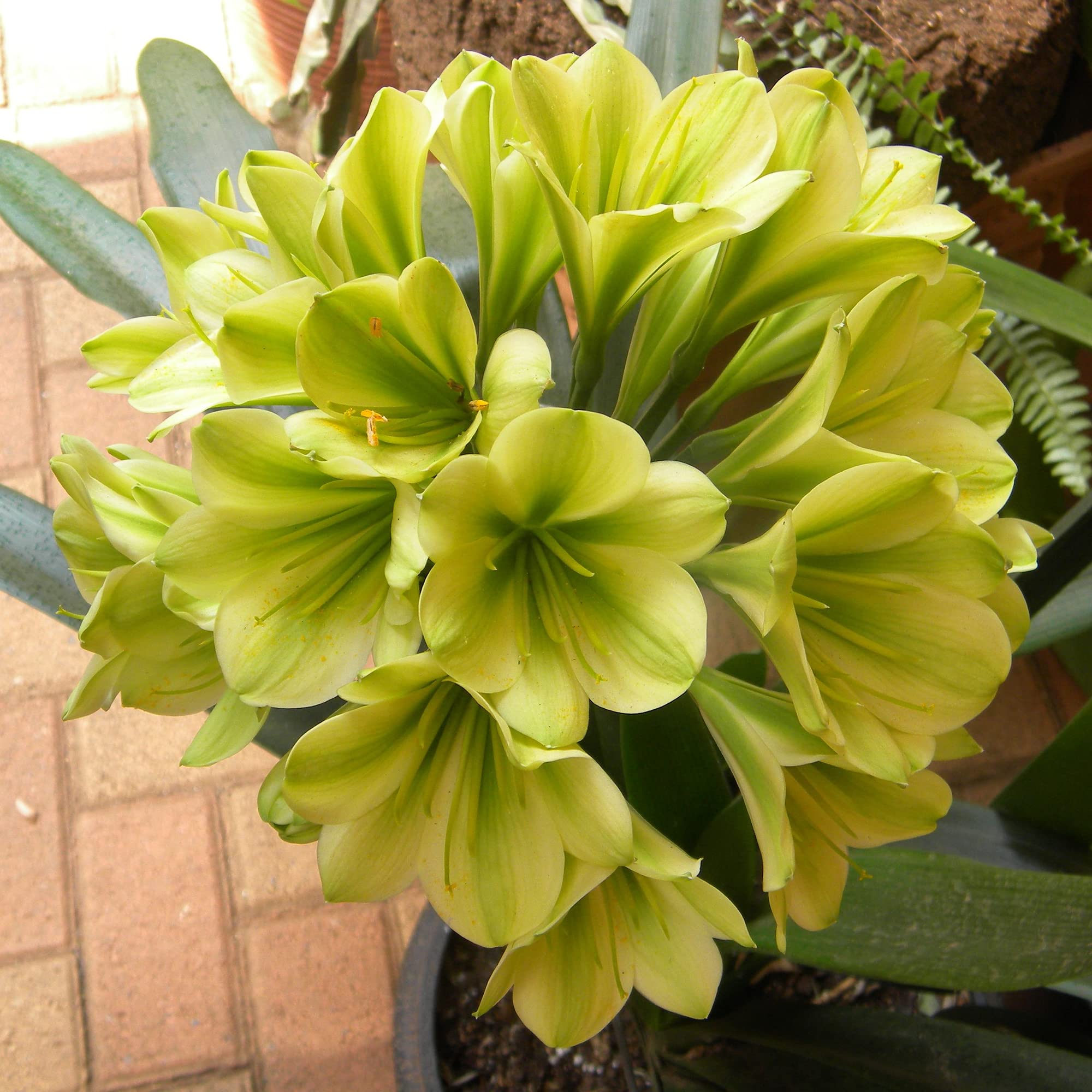 Green Clivia Seeds Ornametnal Plant Fragrant Blooms in Late Winter or Early Spring Easy to Care Houseplant Indoor 100Pcs Flower Seeds by YEGAOL Garden