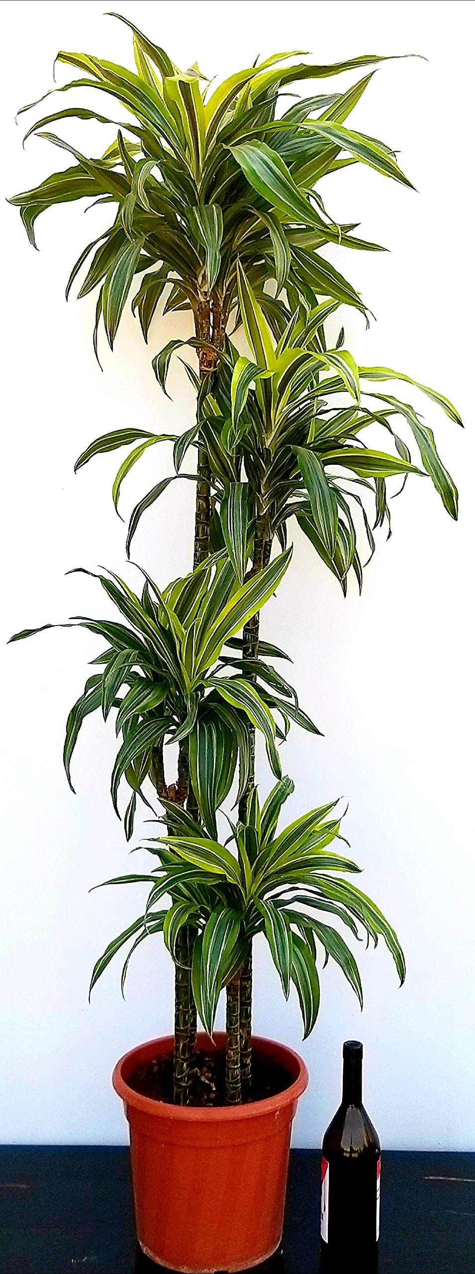 epipremnum aureum efeutute Epipremnum aureum (Efeutute / Goldene Efeutute) – Pflegeleichte Rank- &  Hängepflanze – Zimmerpflanze im Topf Ø 12 cm – Gesamthöhe ca. 20 cm main image 0