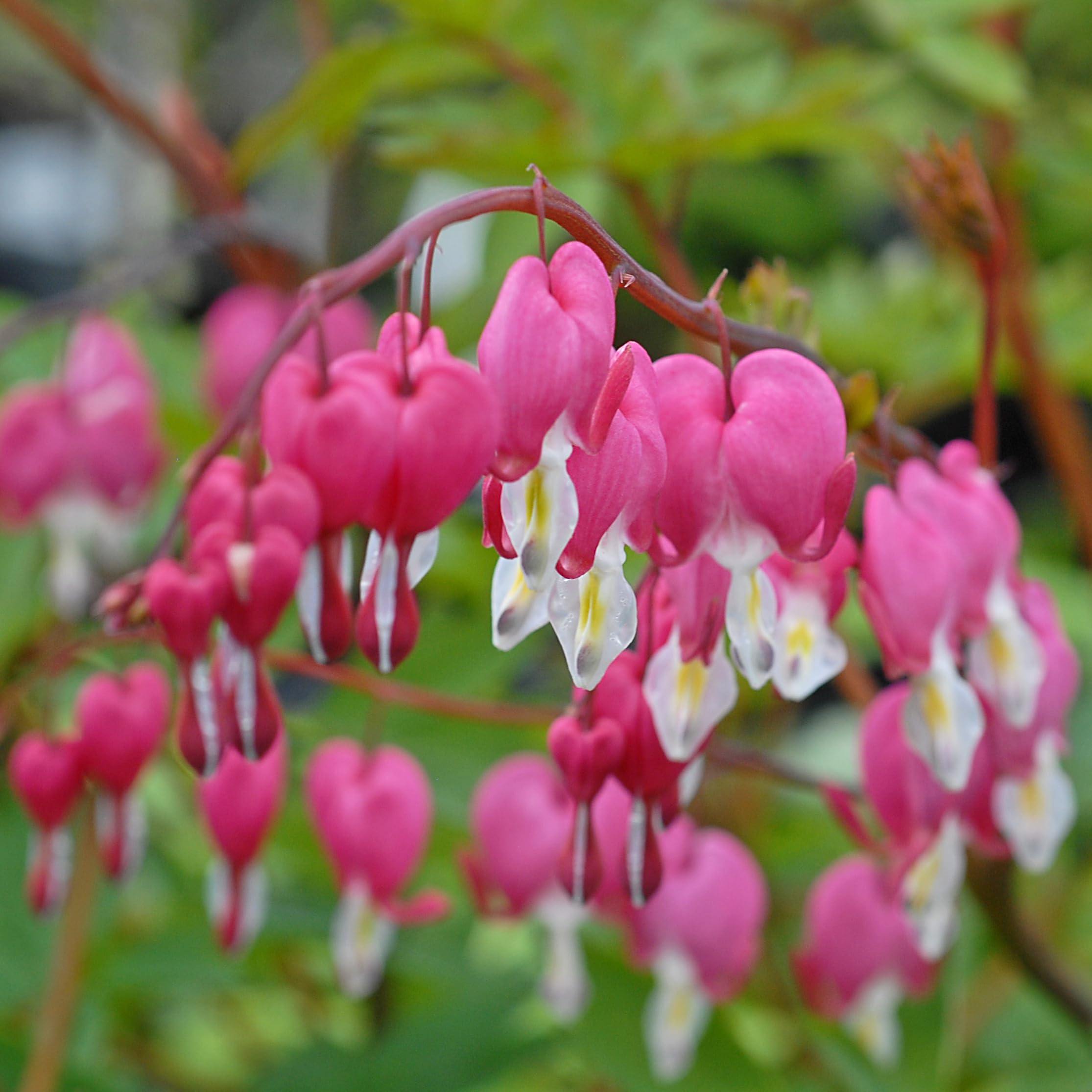 Dicentra spectabilis - Charming Rose-Pink Bleeding Heart for Spring Gardens 3 Litre Pot x 1 by Thompson & Morgan