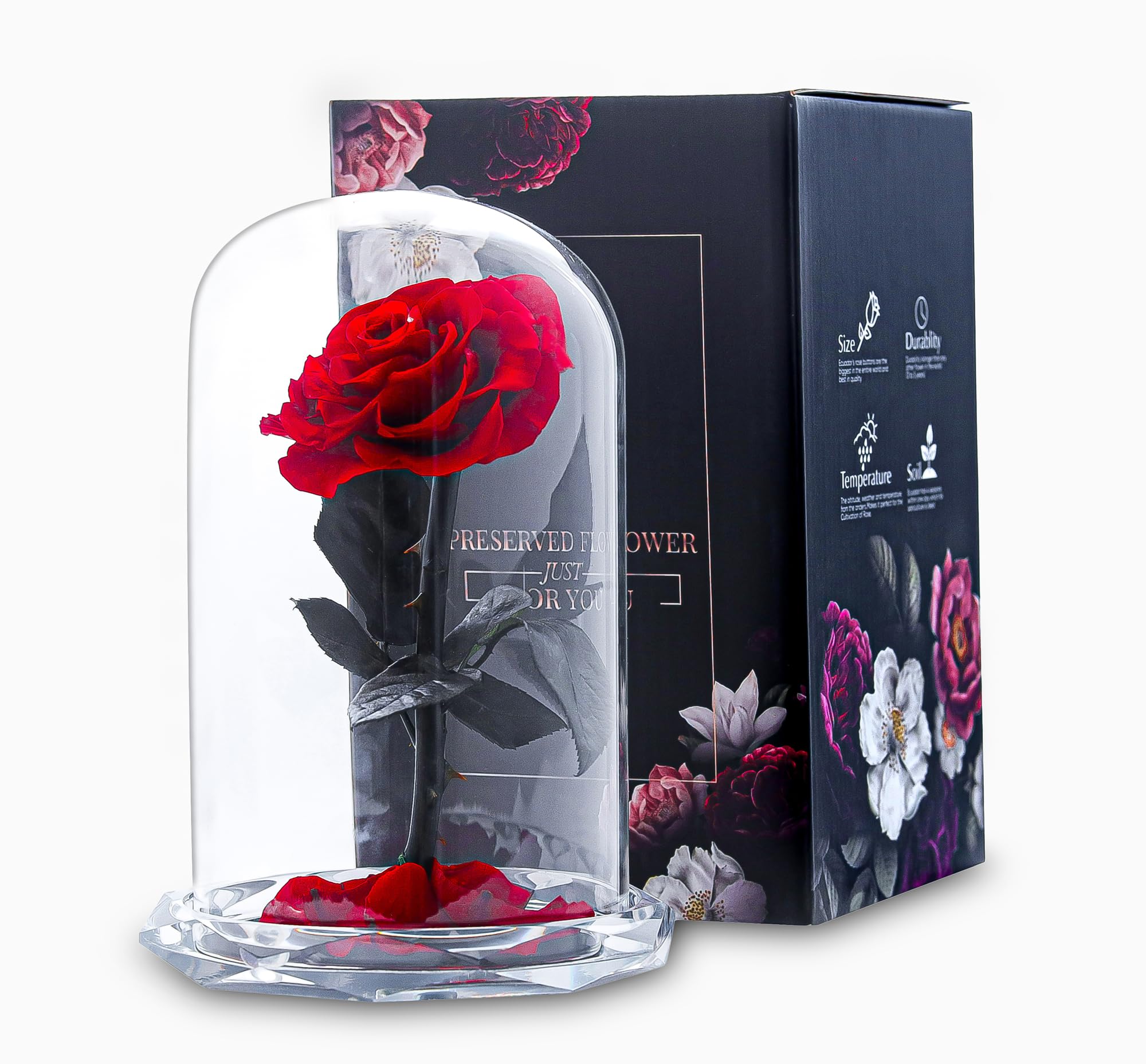 INTIGNIS Vera Rosa Conservata in Cupola di Vetro, Rosa Stabilizzata 25 cm con Fiore 8 cm, Durata Fino a 5 Anni, Base Decorativa, Idea Regalo Elegante per Lei, (Rossa)