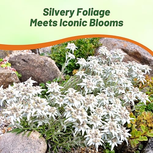 Miniatura 7 de Outsidepride 10000 semillas perenne Leontopodium Edelweiss semilla de cubierta de tierra para plantar