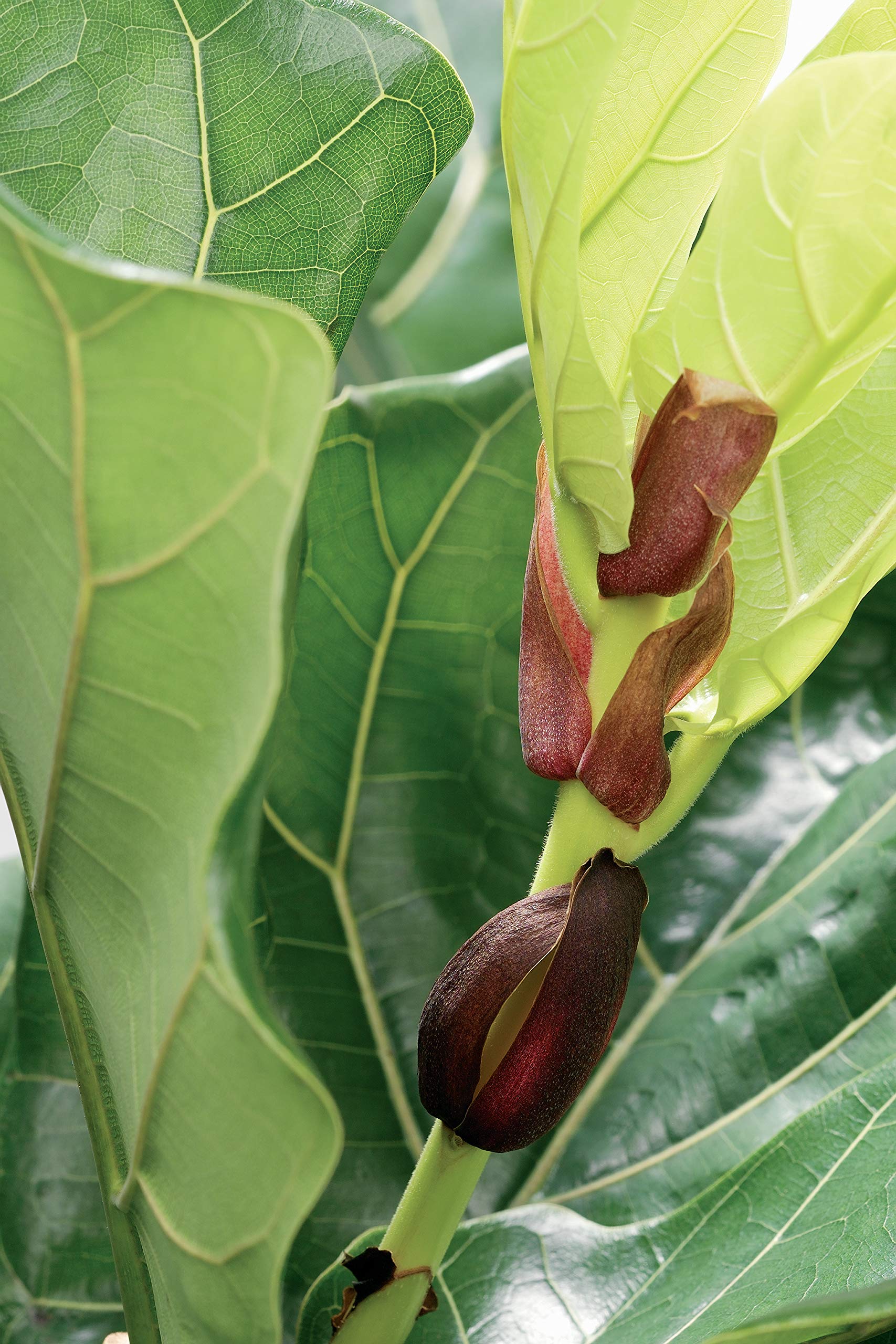Bloomique - 2er-Set - Ficus Lyrata - Geigenfeige - Zimmerpflanzen Gro -  Pflegeleicht - Luftreinigend - Hhe 60-70 cm - Topf 17 cm : Amazon.de:  Garten